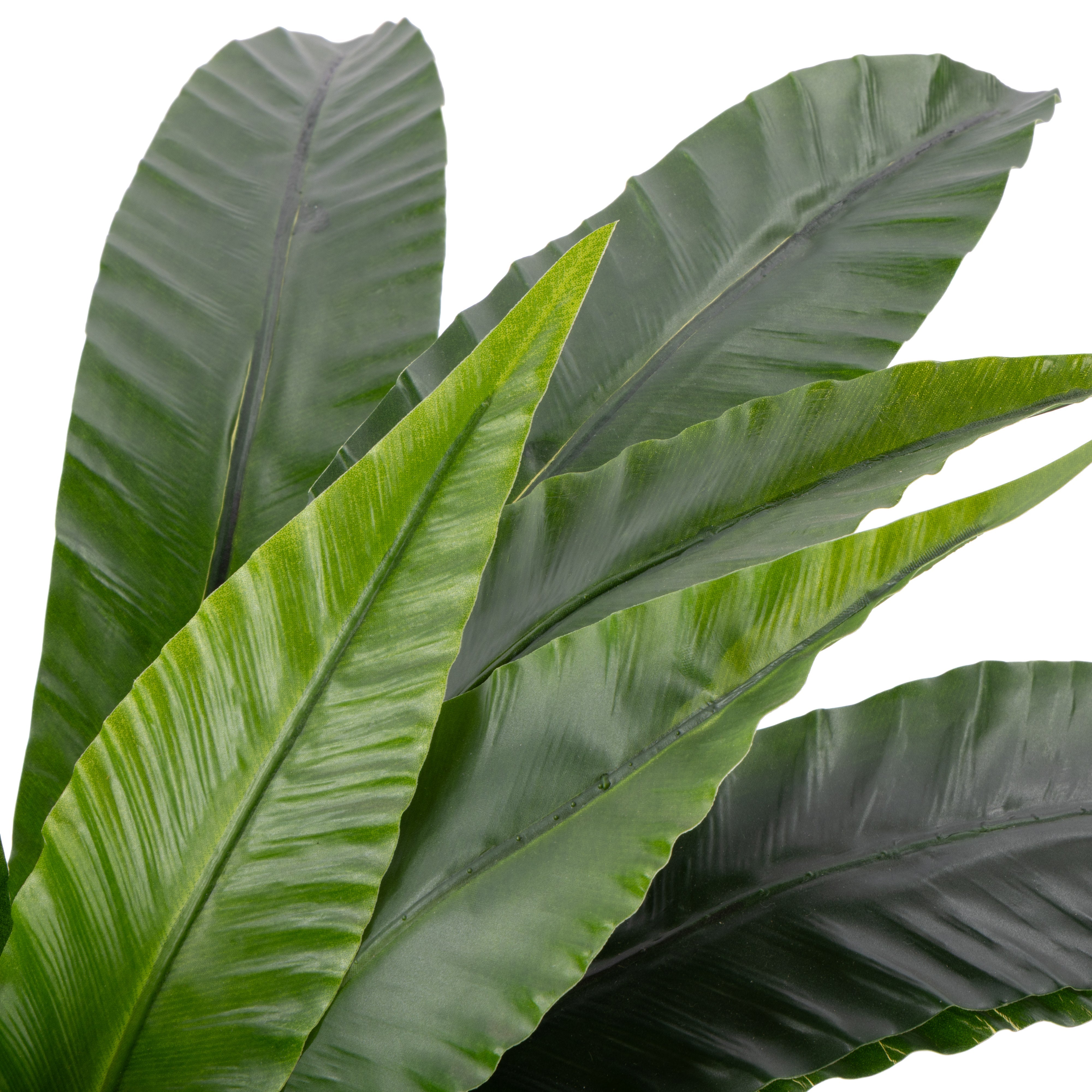 Rogue Bird's Nest Fern UV - Garden Pot 55cm