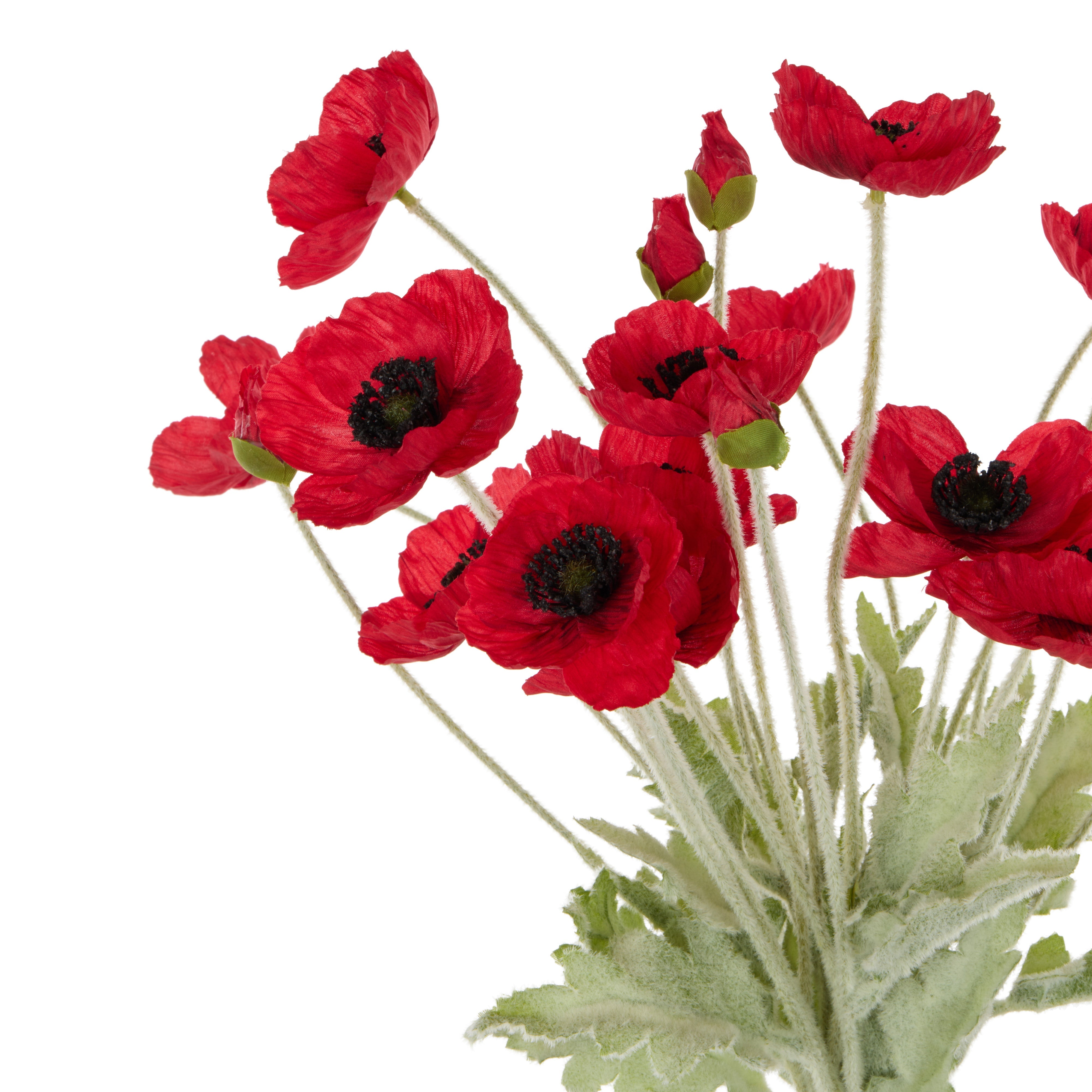 Rogue Poppy Bunch