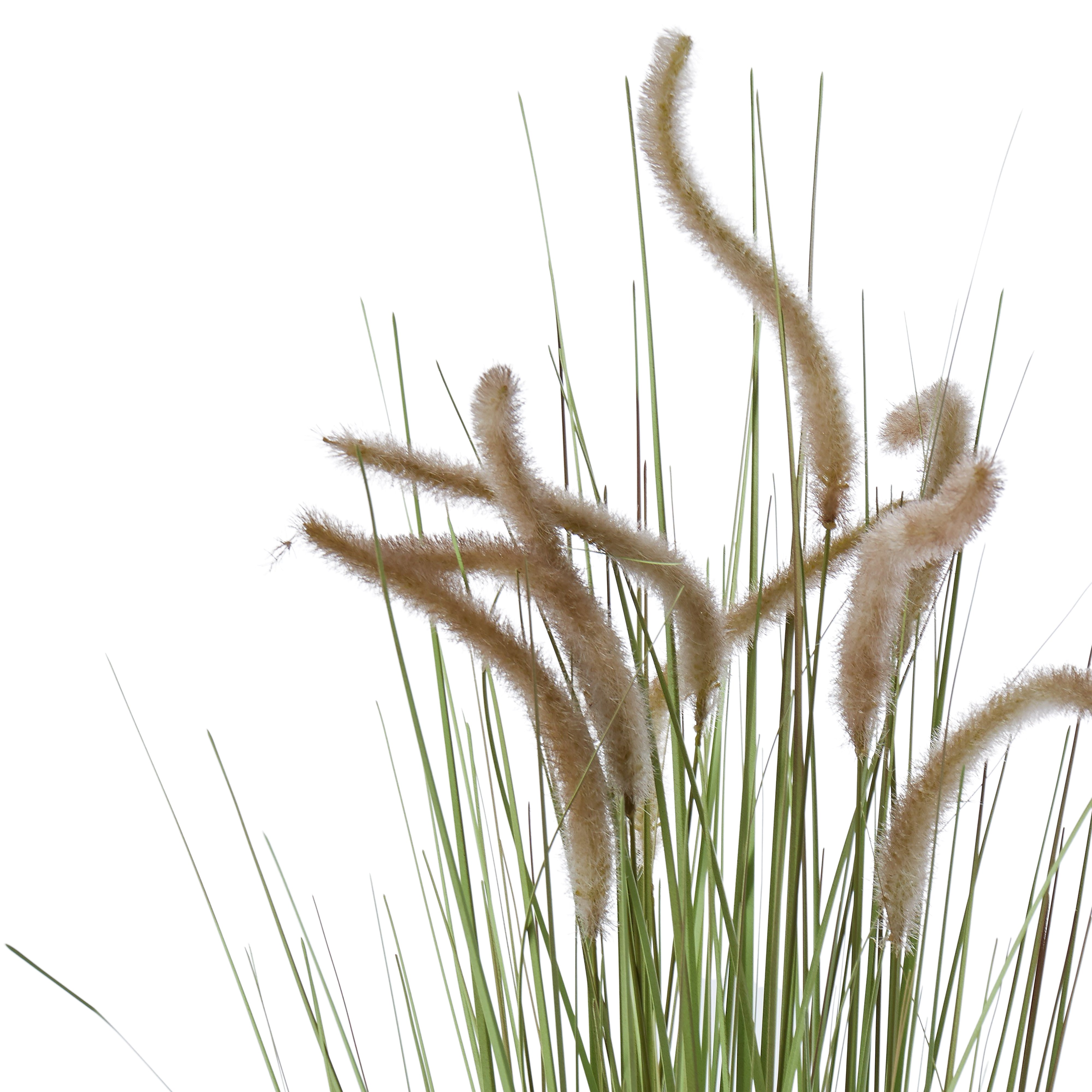 Rogue Grass Plant 150cm