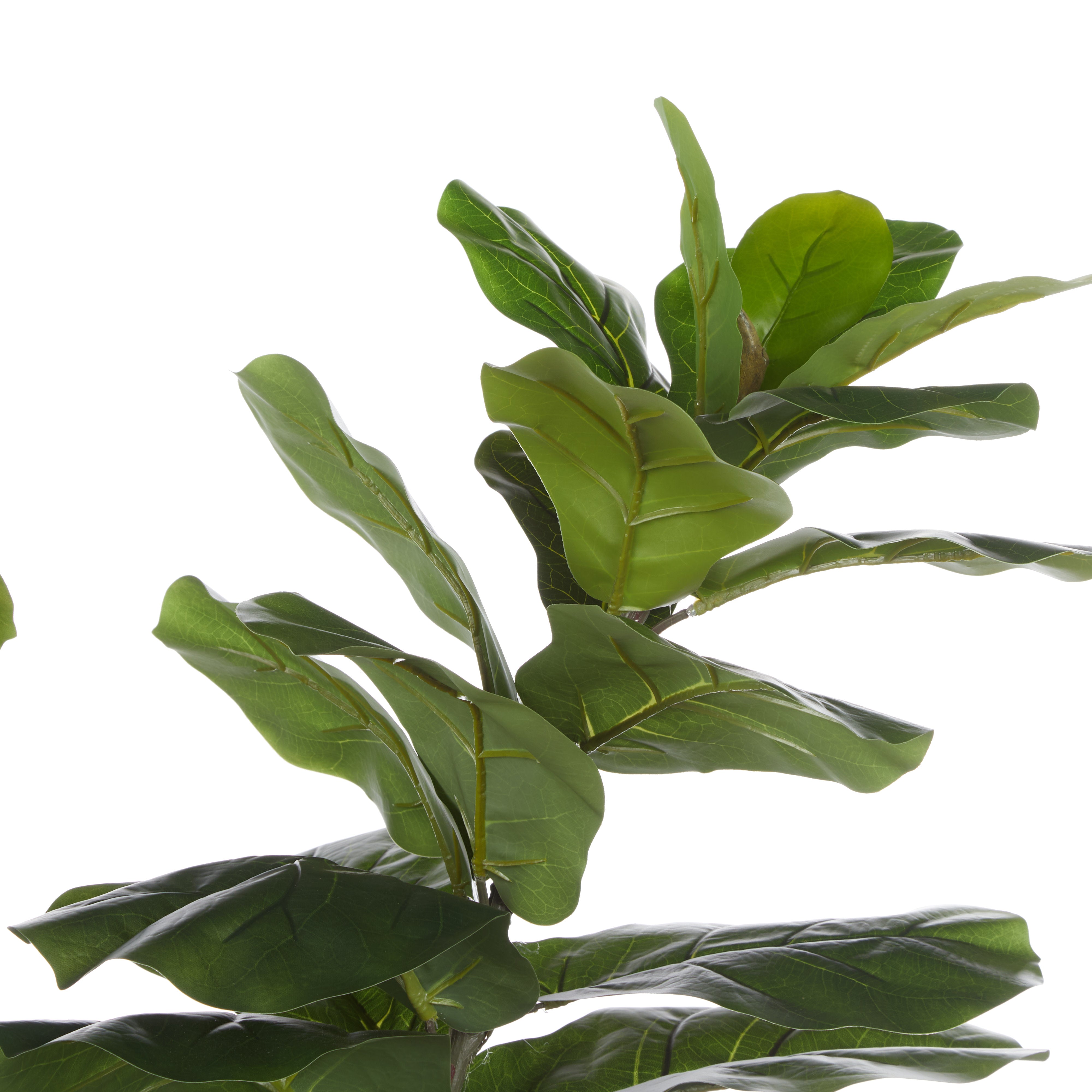 Rogue Giant Fiddle Plant - Vienna Planter 90 x 153cm