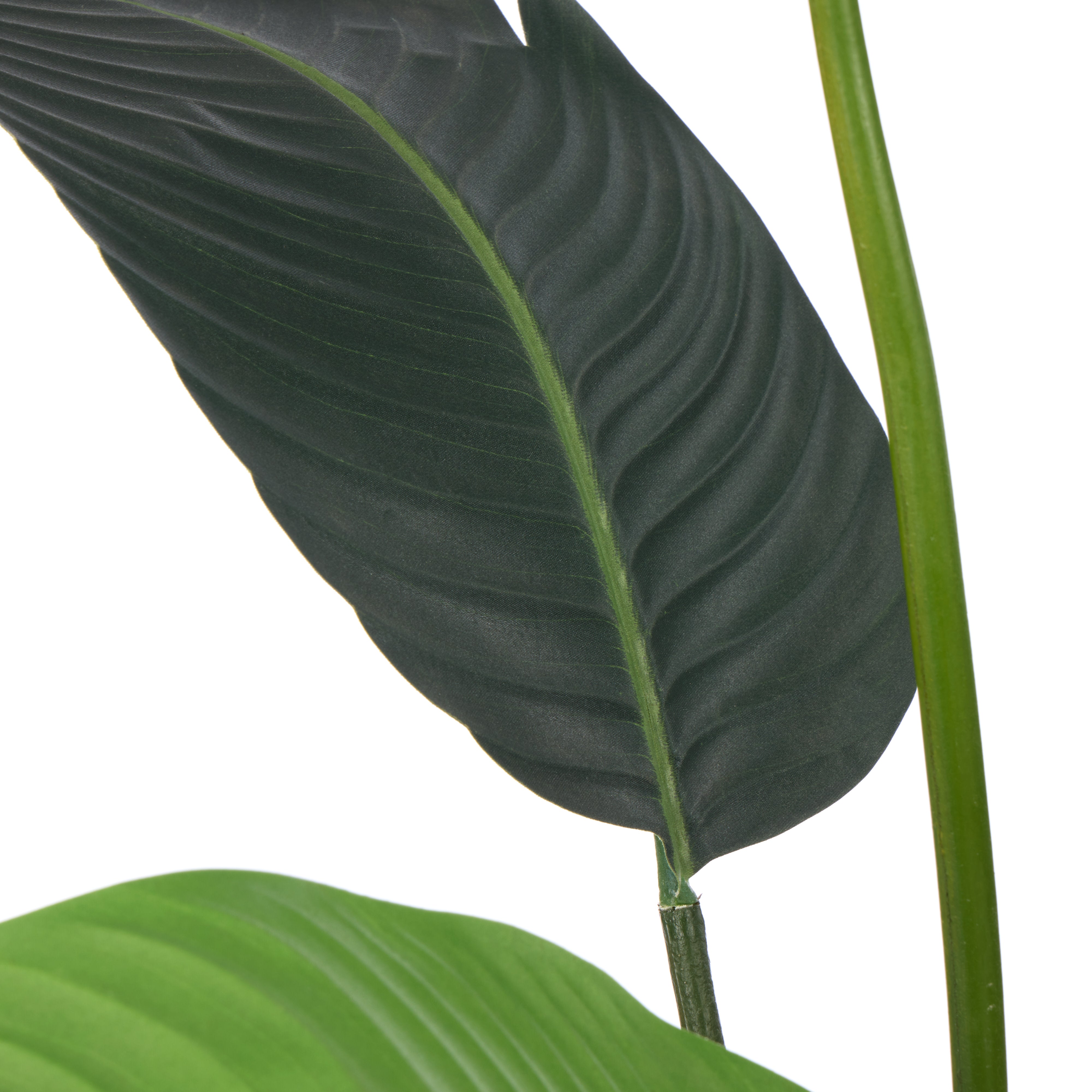 Rogue Giant Bird of Paradise - Cylinder Planter 145cm