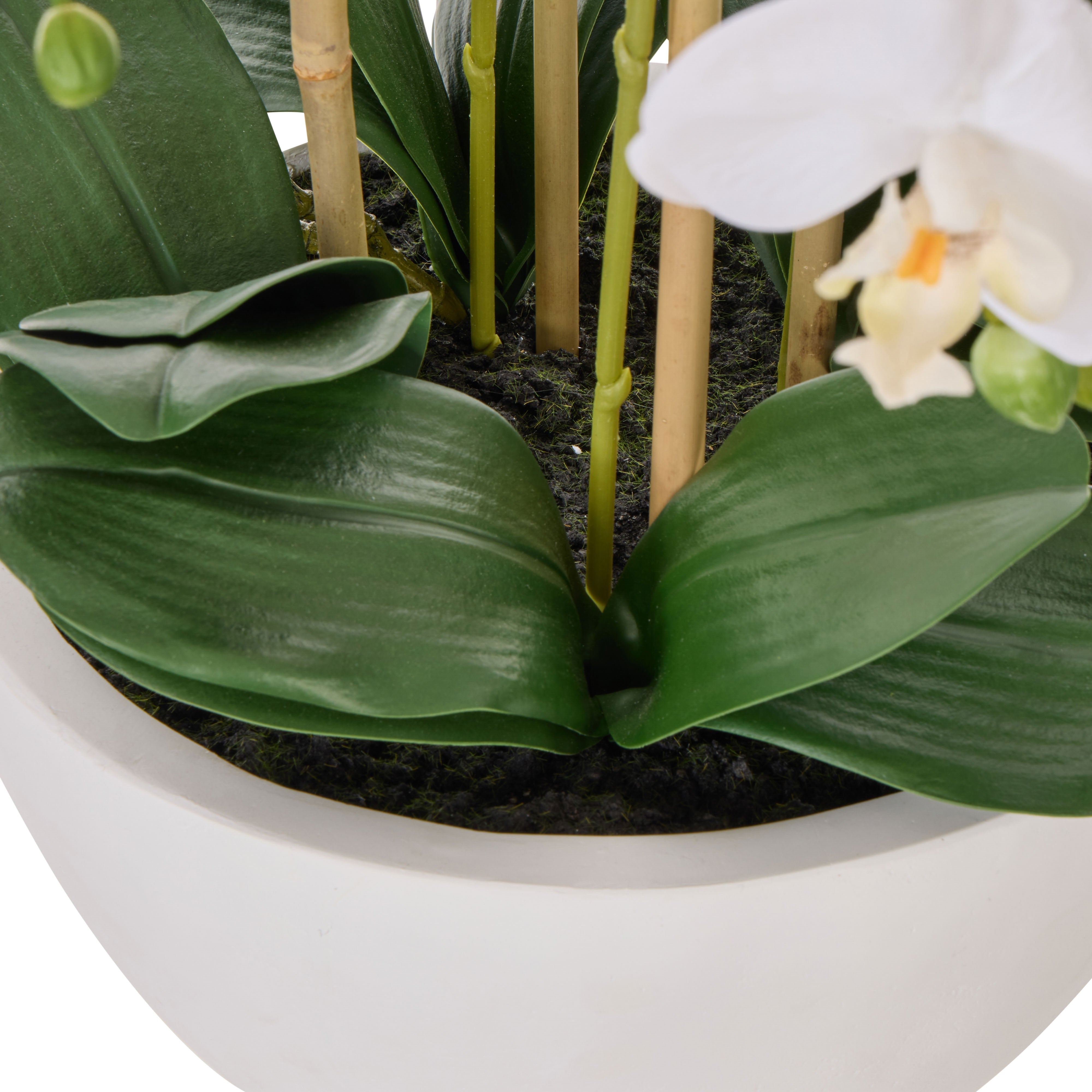 Rogue Phalaenopsis Orchid Pot White 71cm