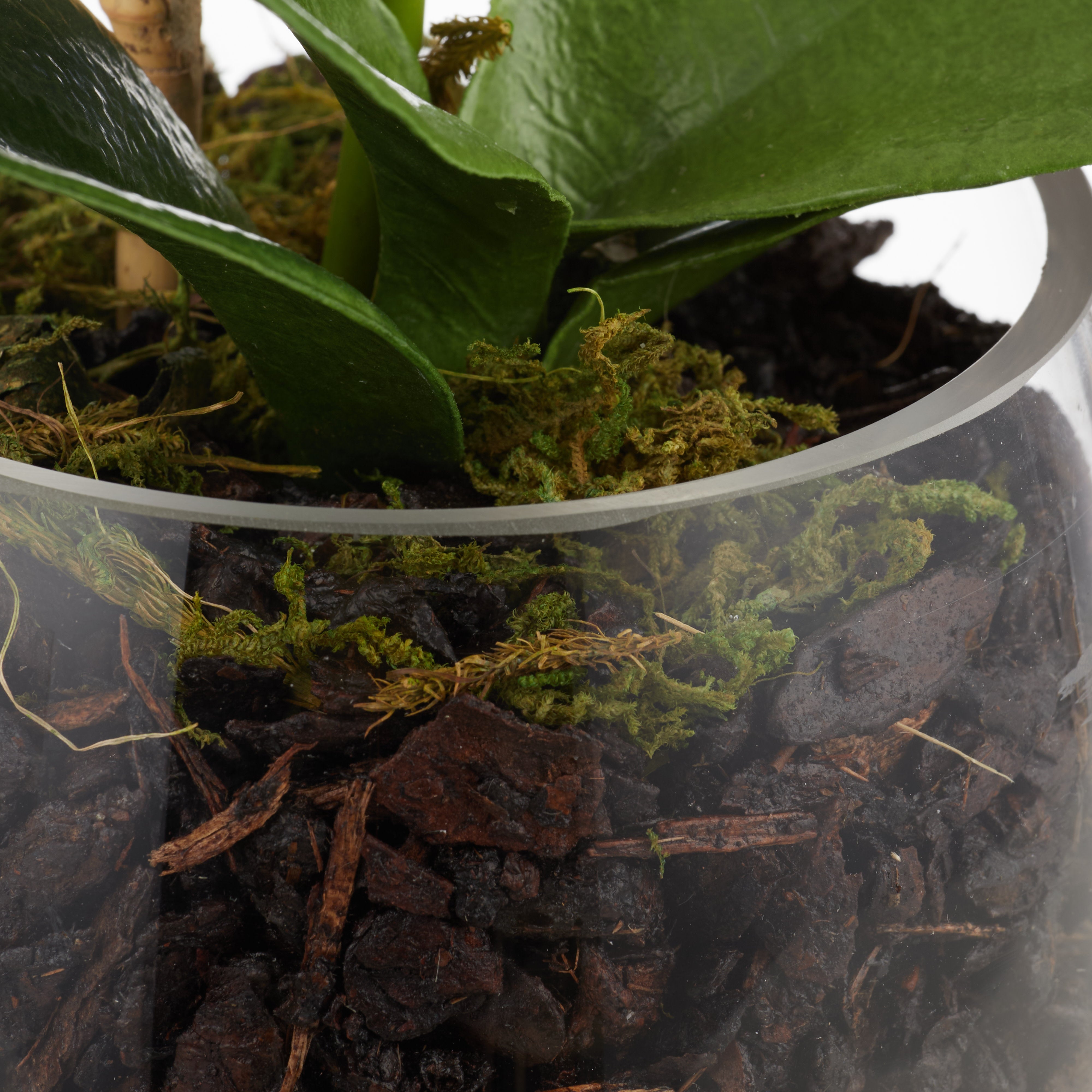 Rogue Phalaenopsis Stem - Classic Bowl 40cm