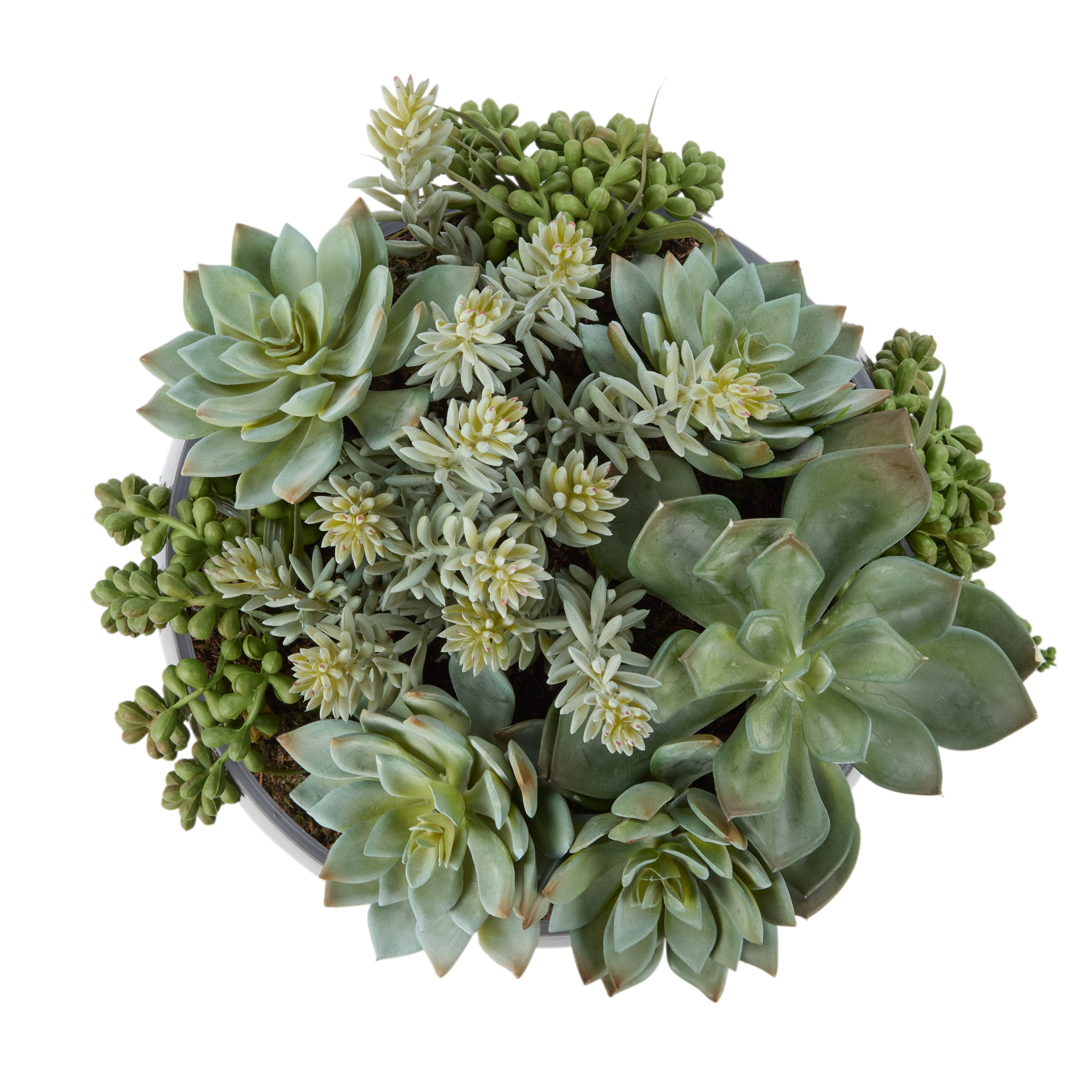 Rogue Succulent Mix - Scarlett Bowl 29cm