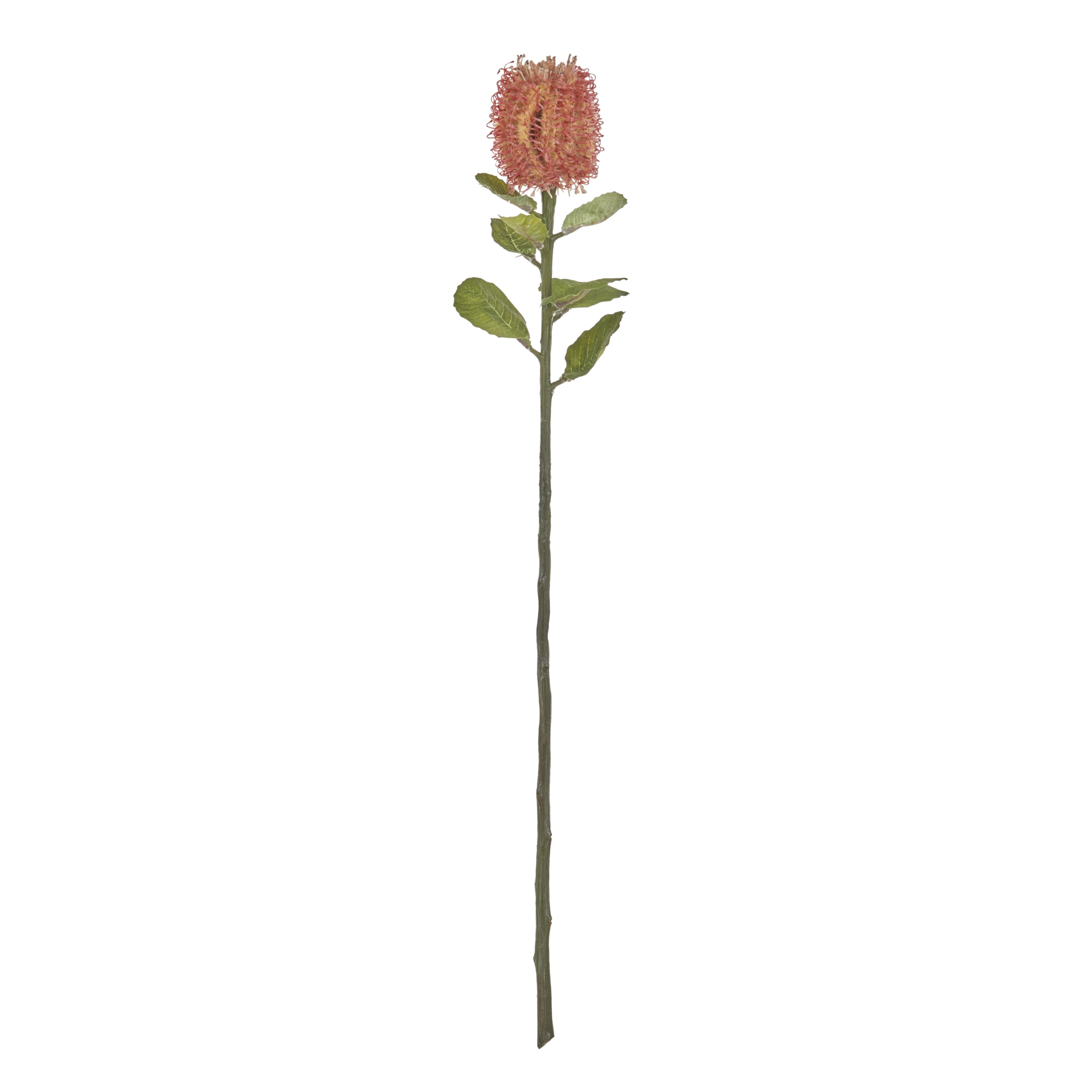 Rogue Grand Banksia Stem