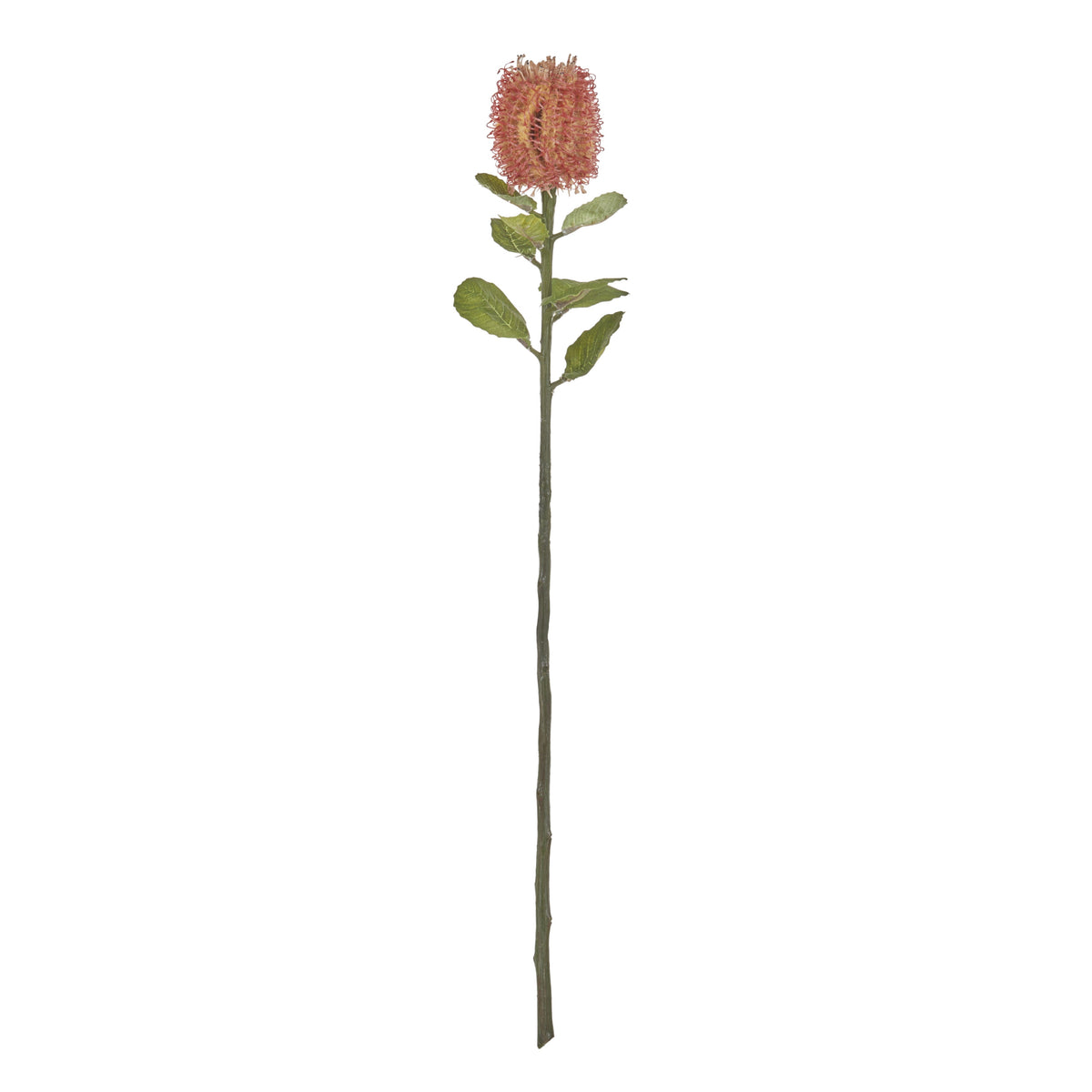 Rogue Grand Banksia Stem