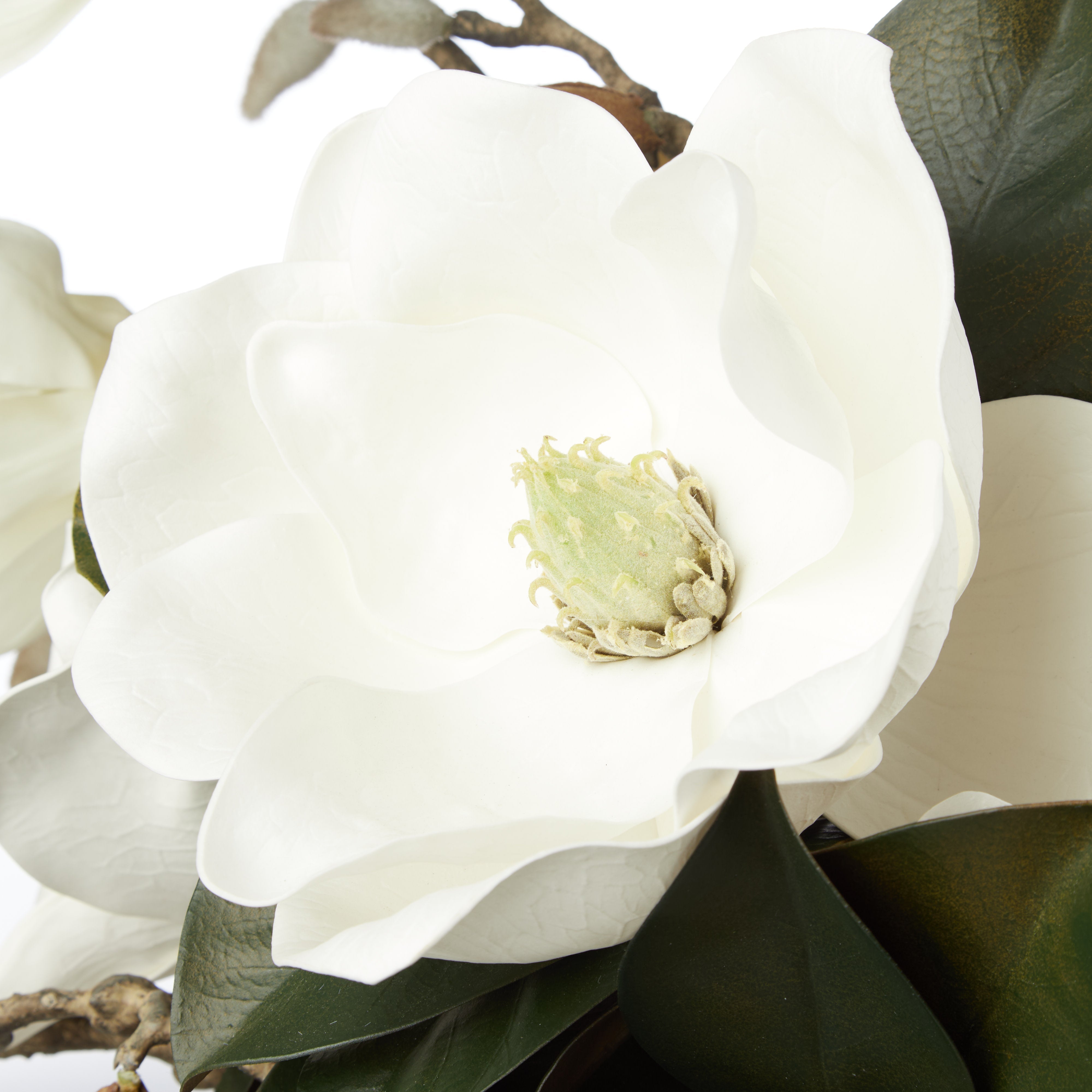 Rogue Magnolia Grandiflora - Claire Vase