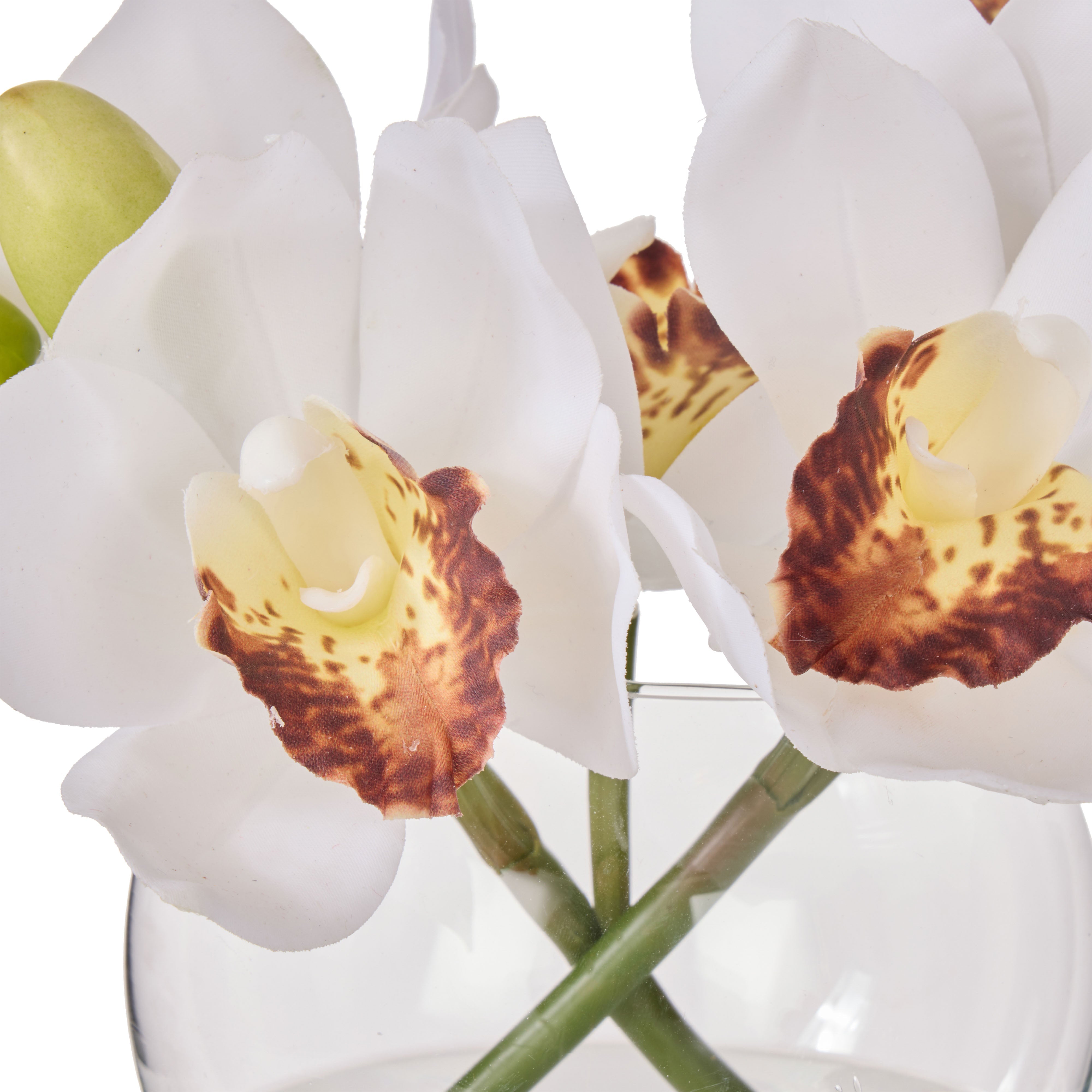 Rogue Cymbidium Orchid & Glass Vase