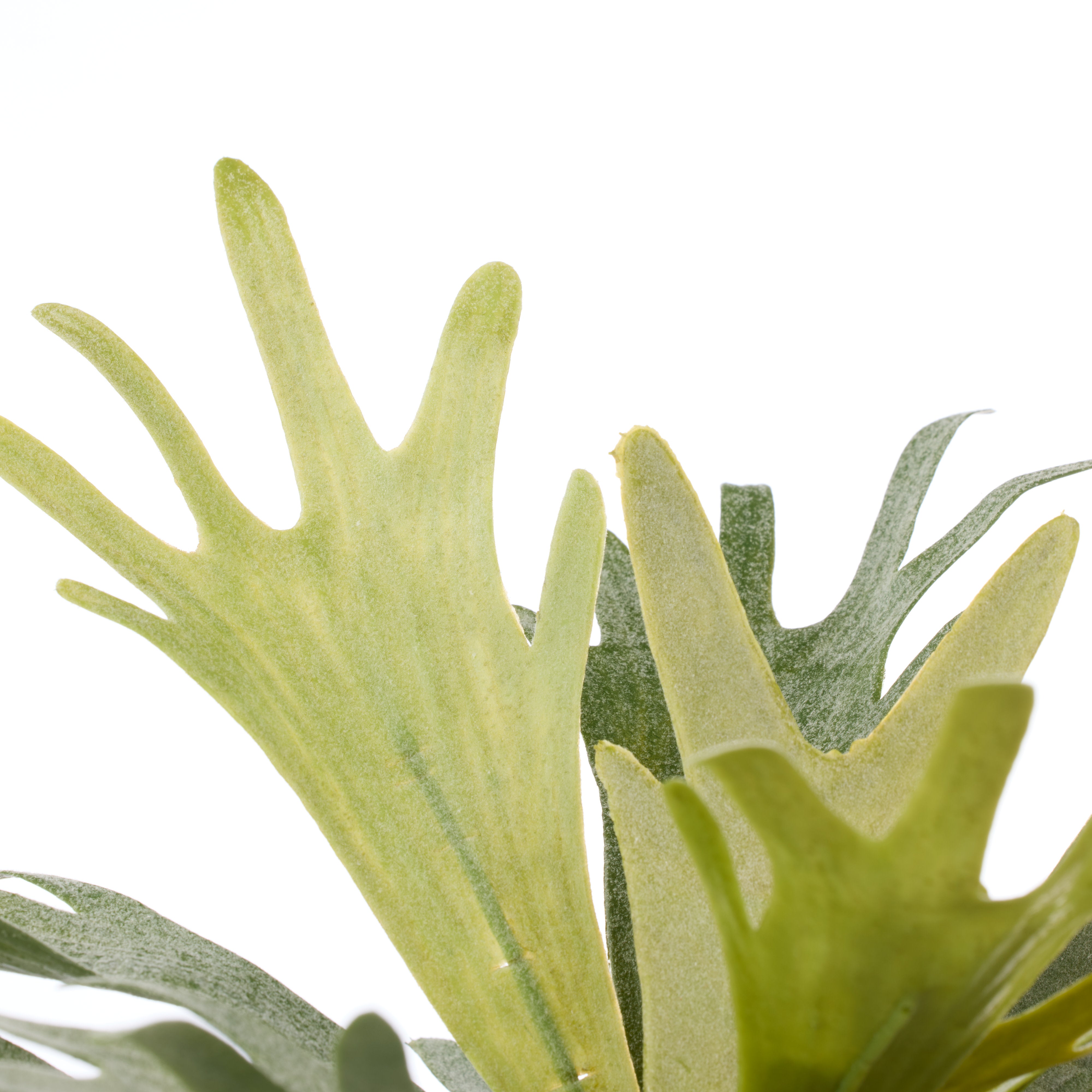 Rogue Staghorn Fern - Maliah Pot