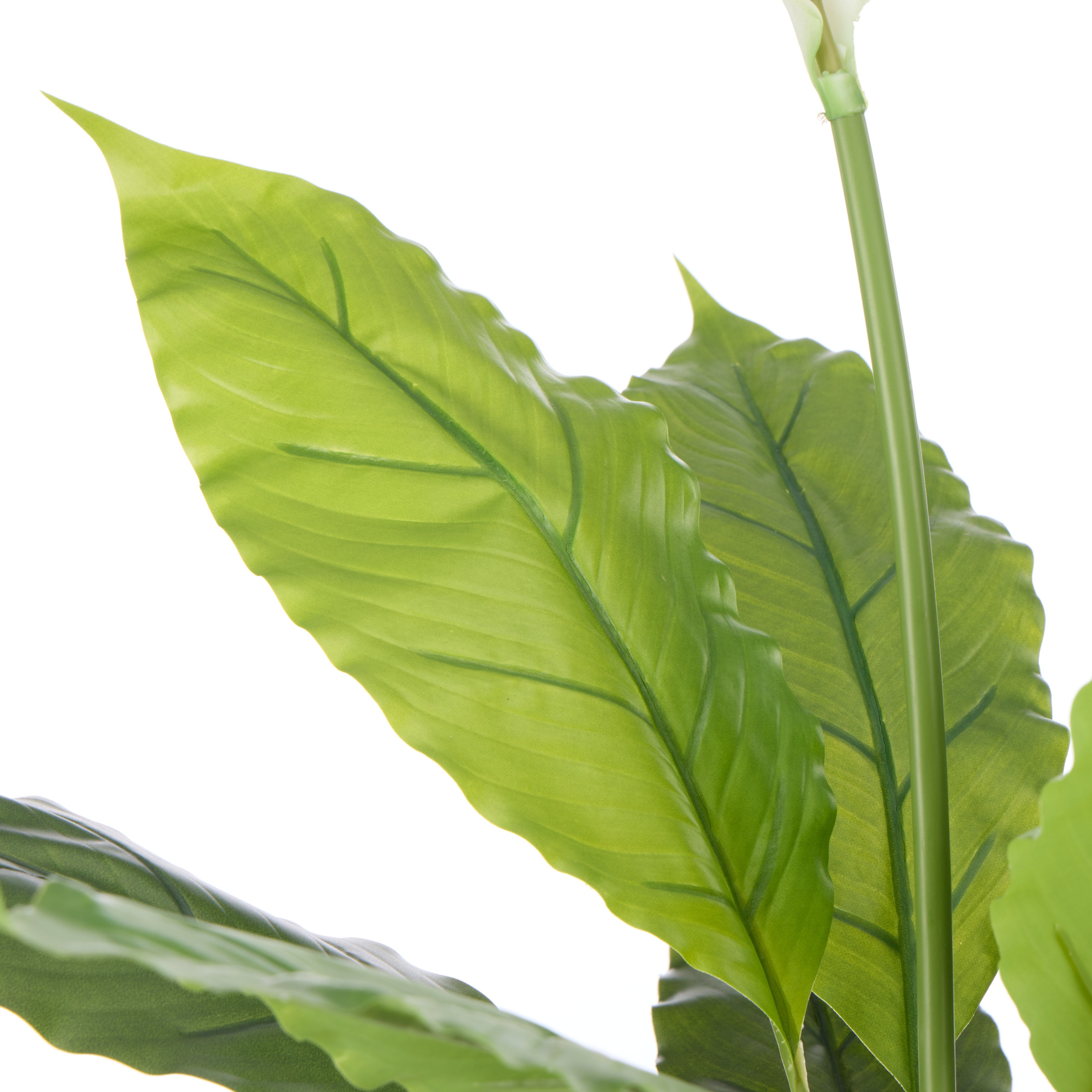 Rogue Peace Lily - Garden Pot 78cm