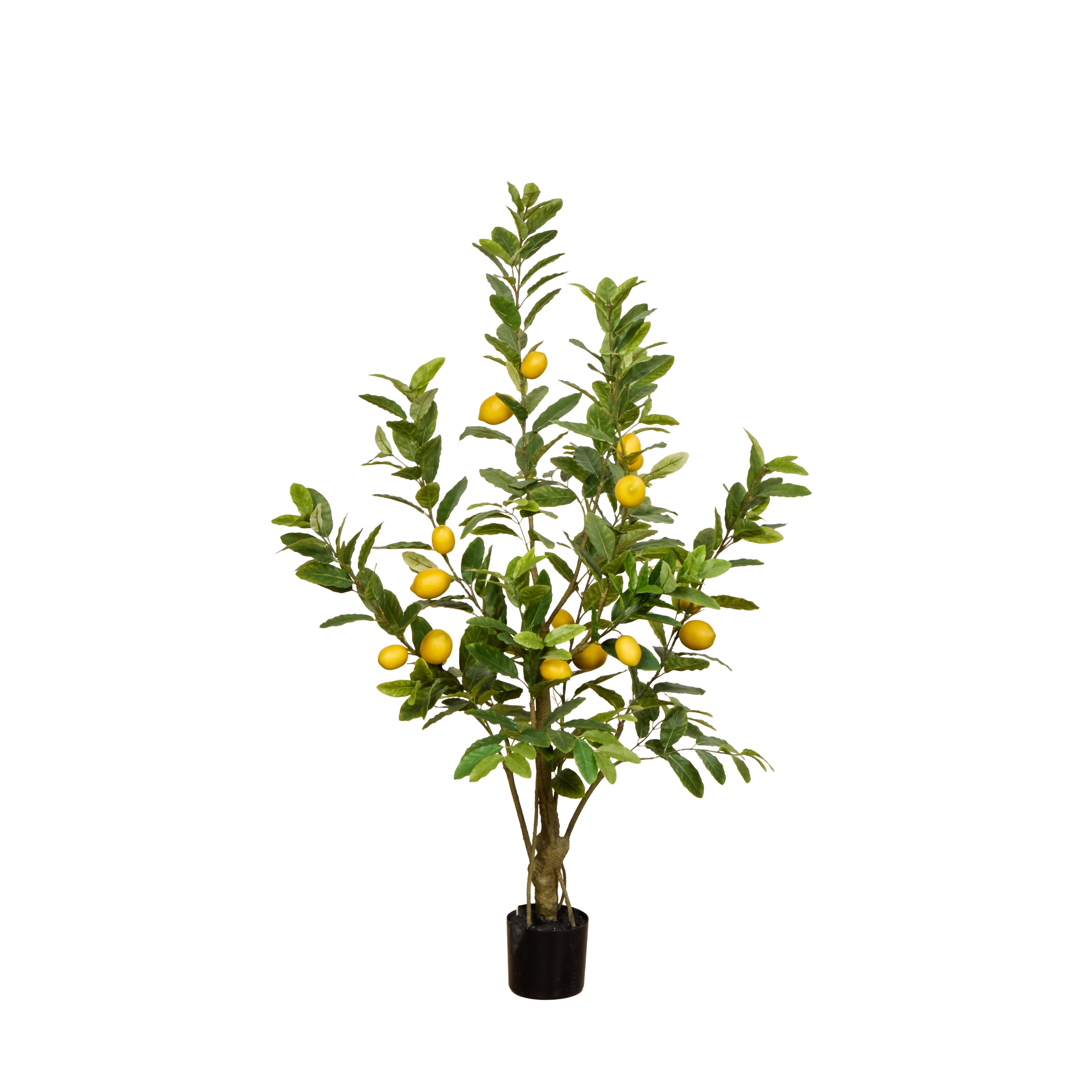 Rogue Lemon Tree - Garden Pot 150cm