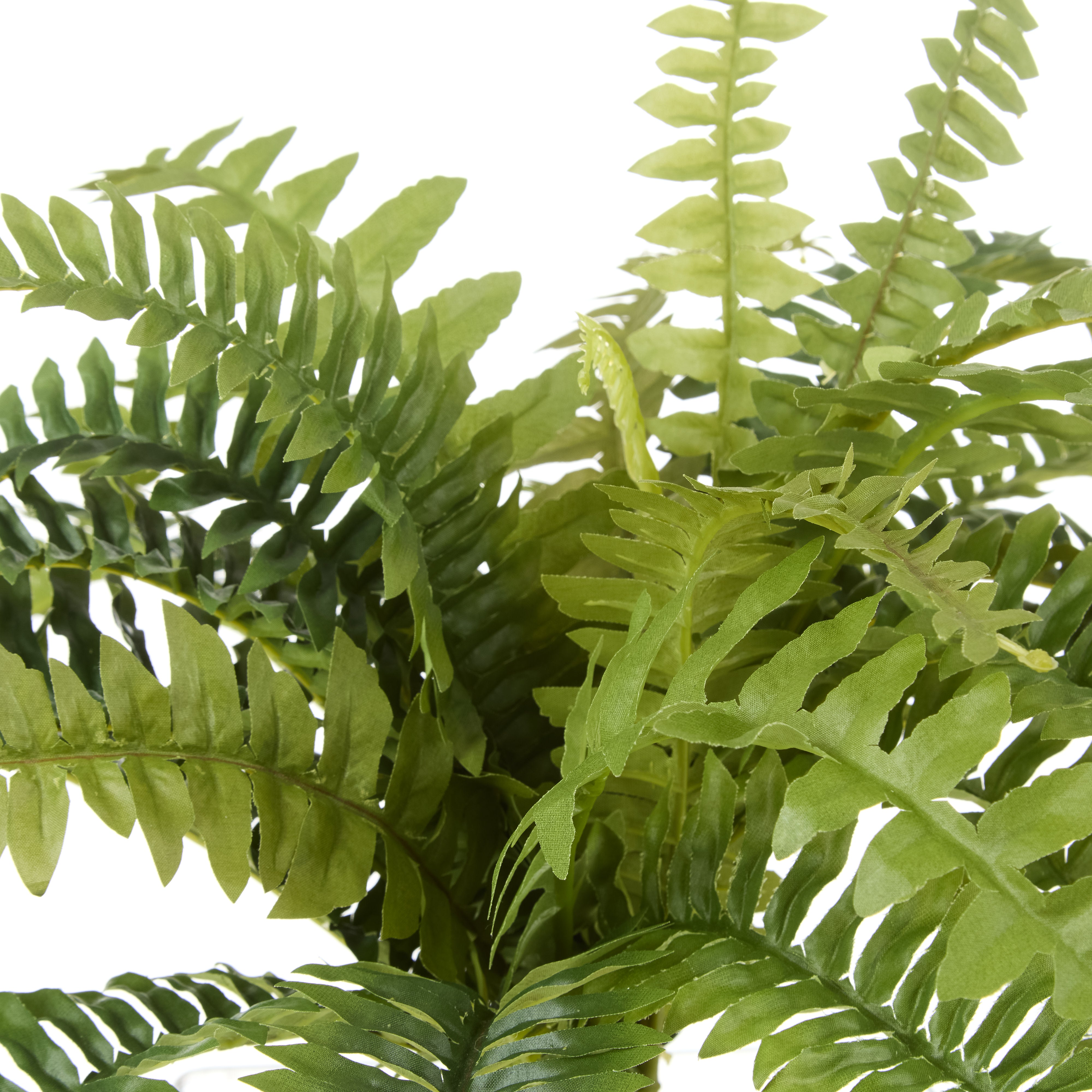 Rogue Boston Fern Bush