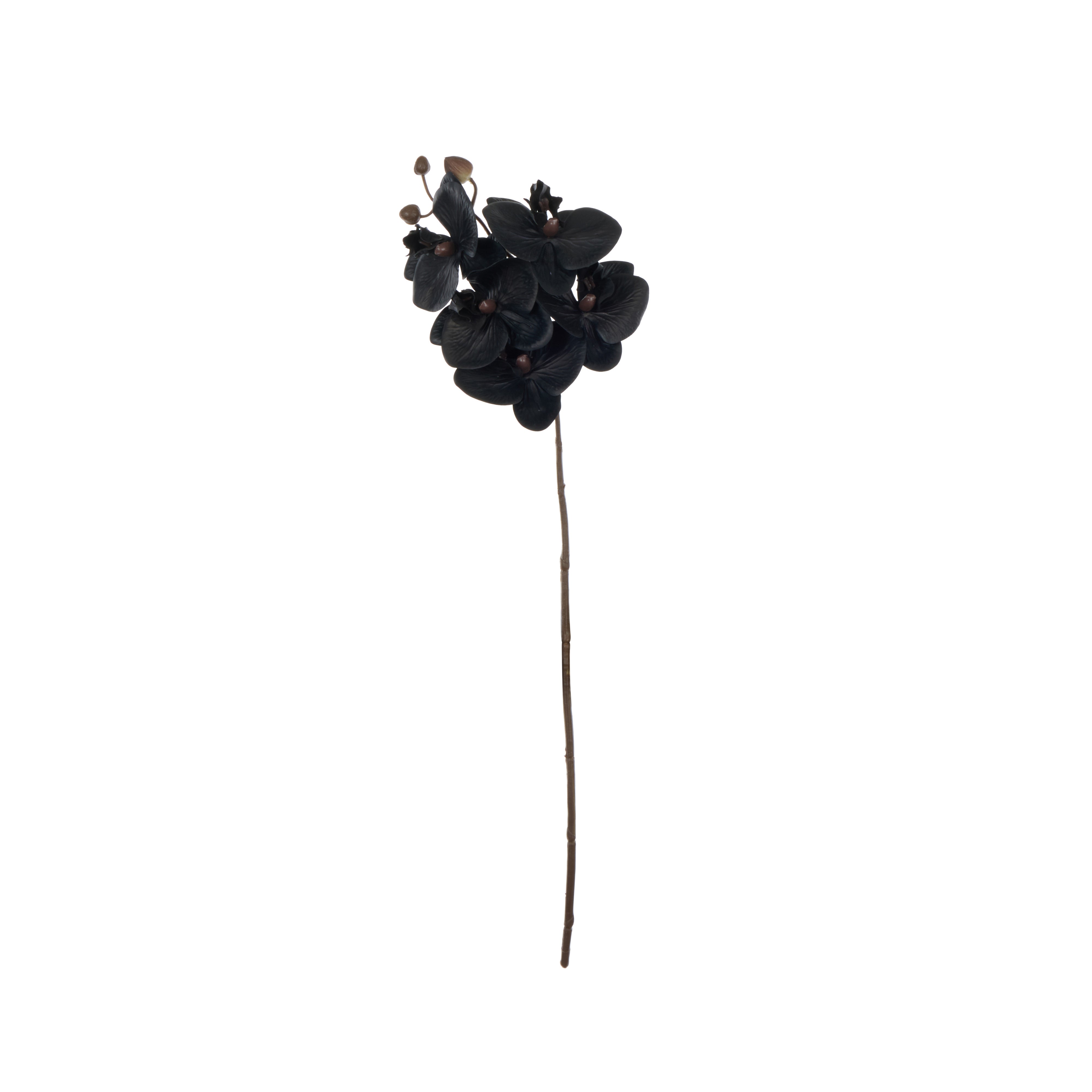Rogue Phalaenopsis Stem Black 56cm