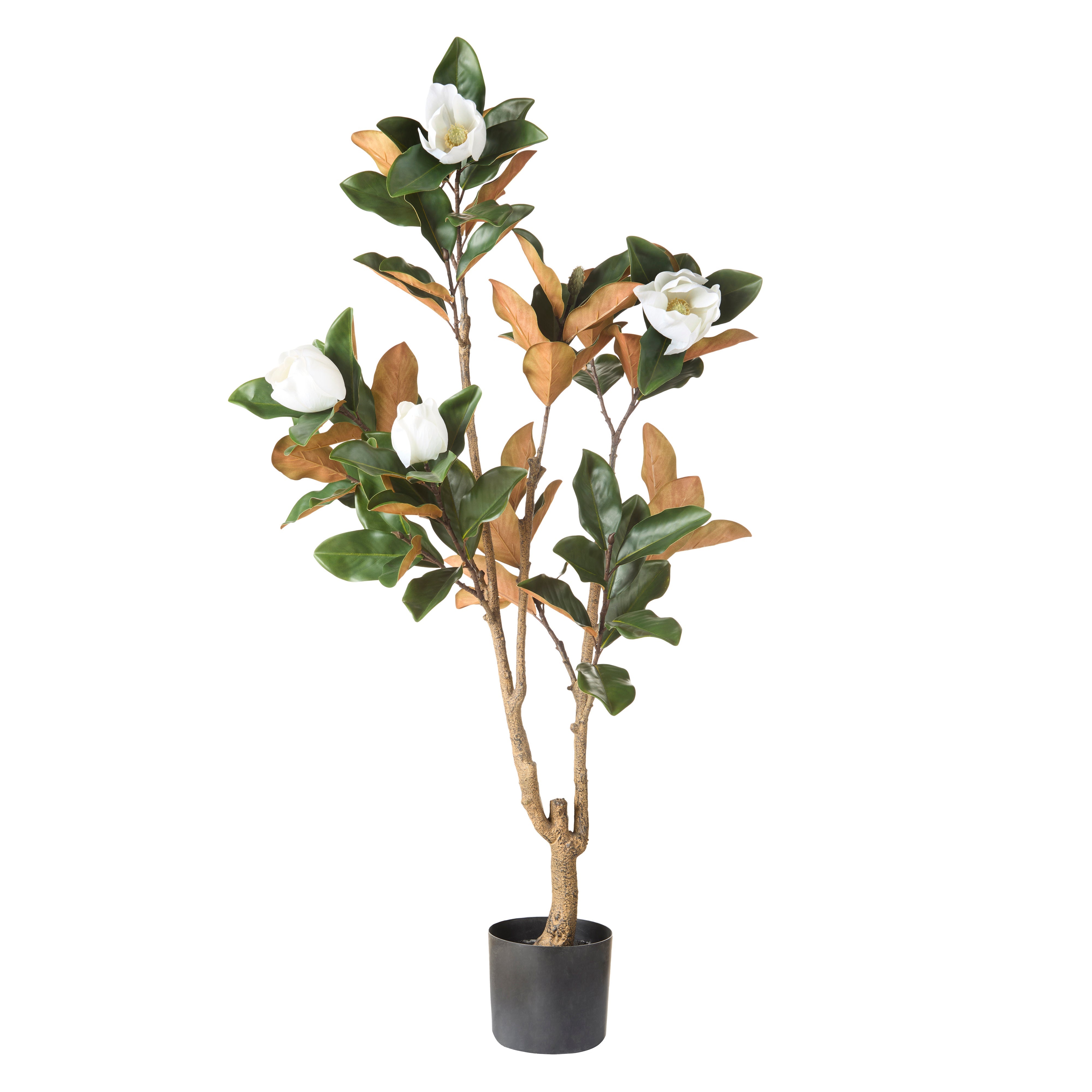 Rogue Magnolia Tree 158cm