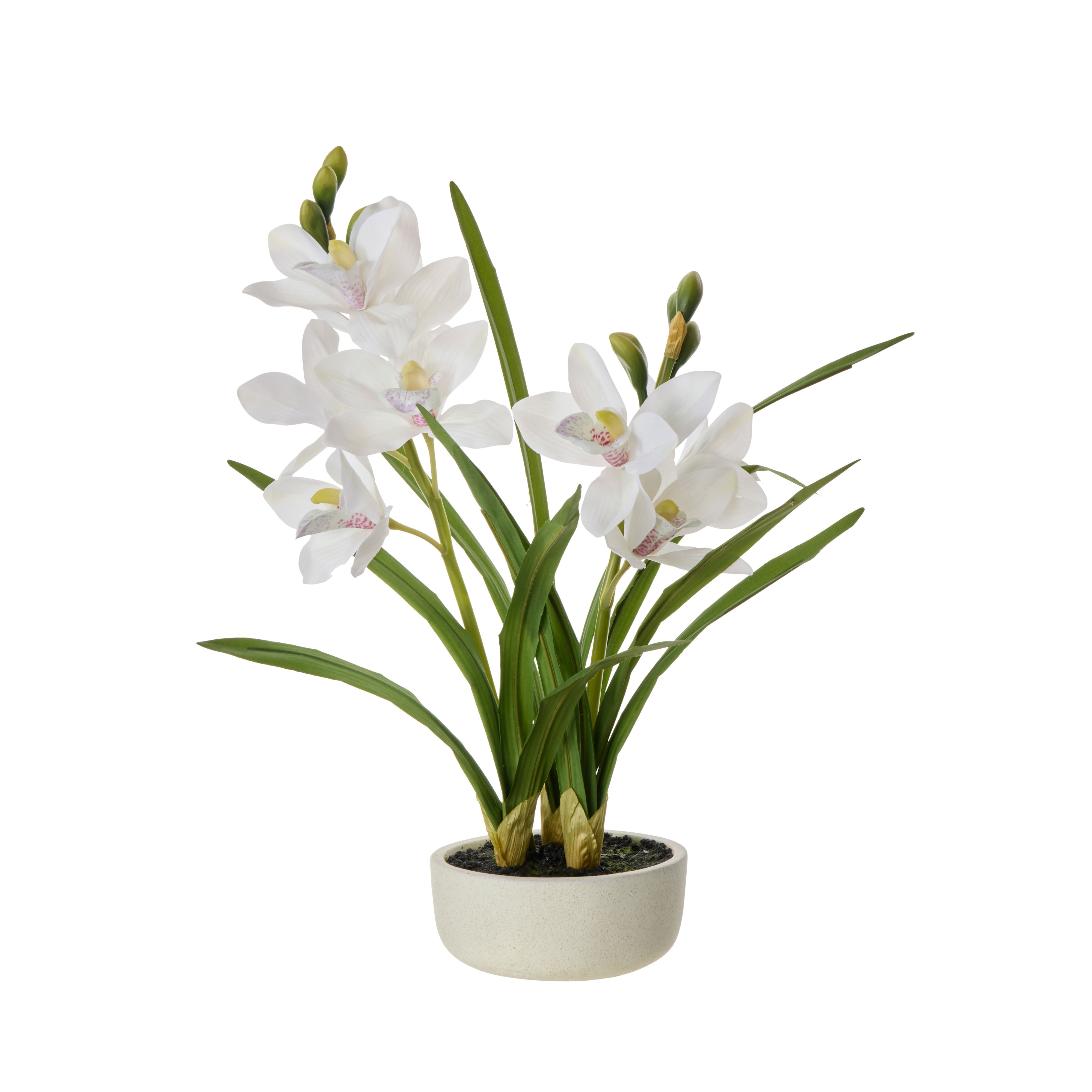 Rogue Cymbidium Orchid Pot 52cm