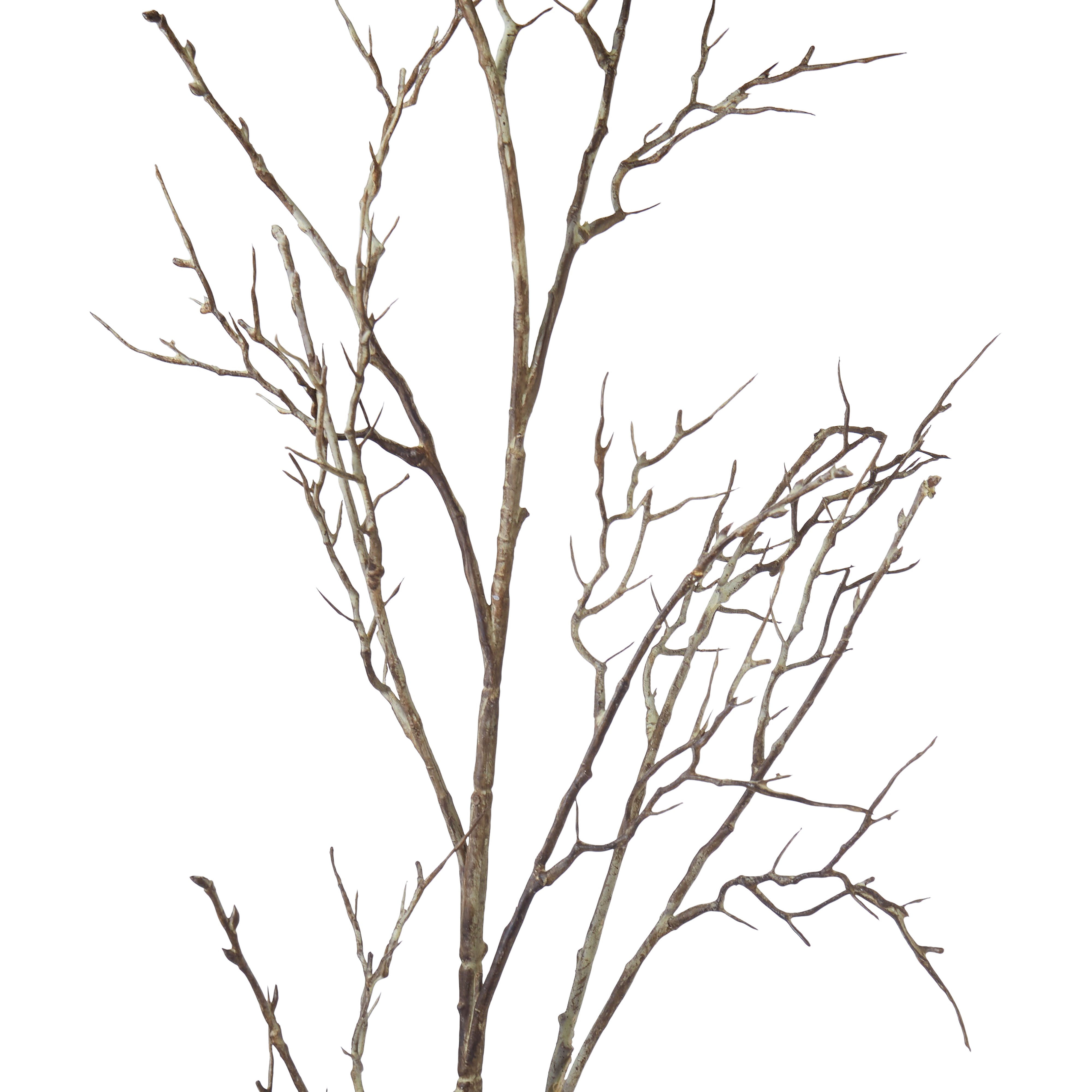 Rogue Twig Branch