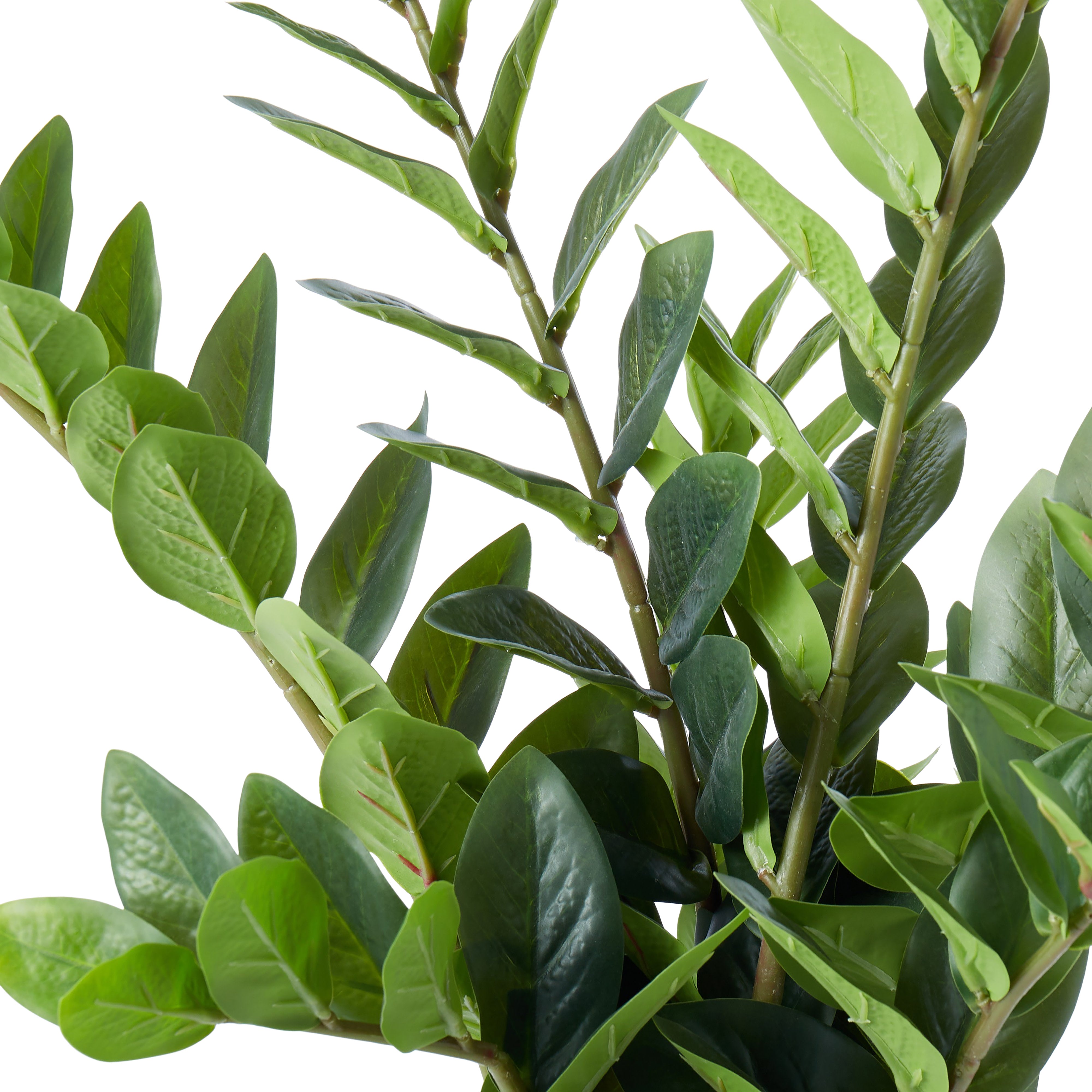 Rogue Zanzibar Gem - Garden Pot 60cm
