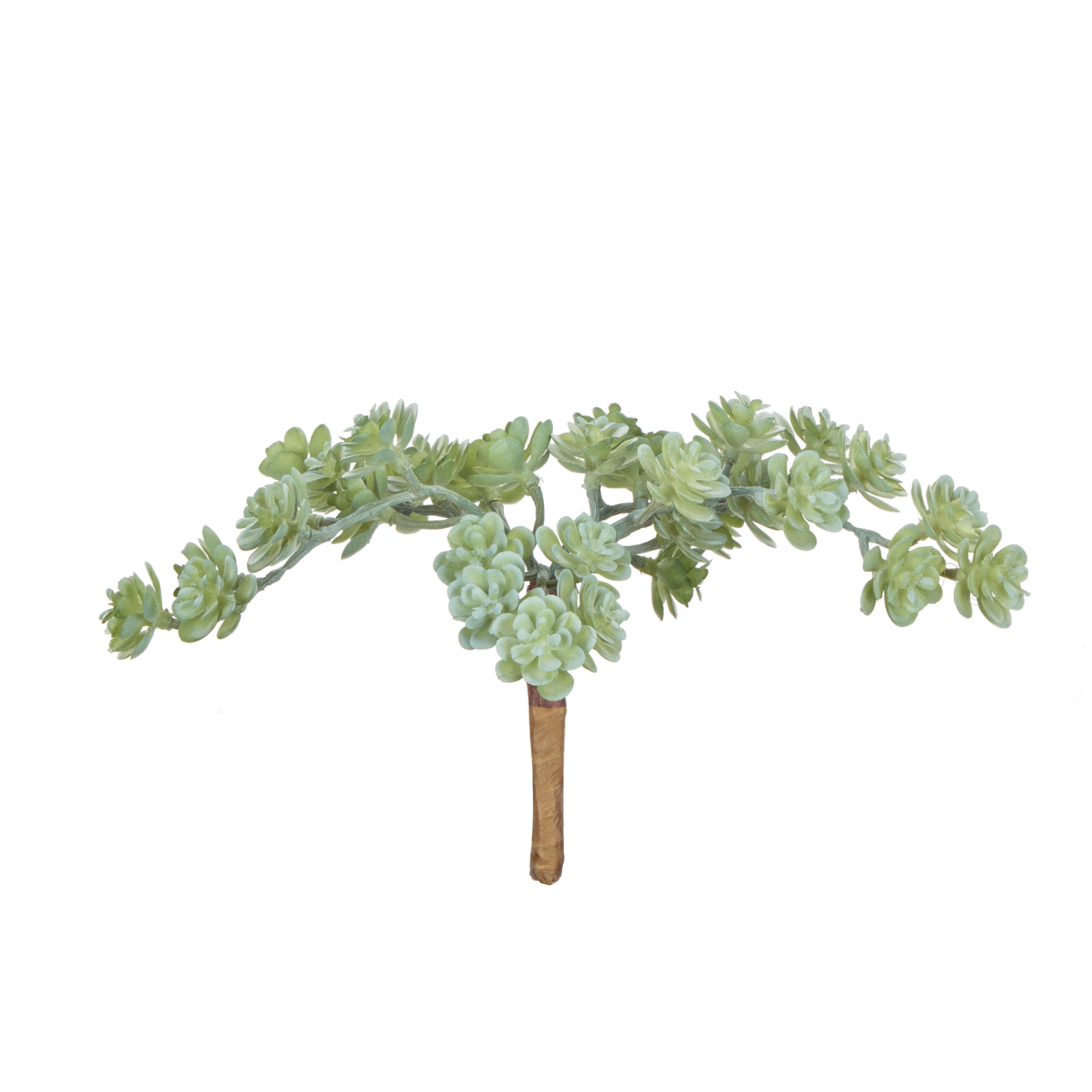 Rogue Mini Houseleek Spray Green
