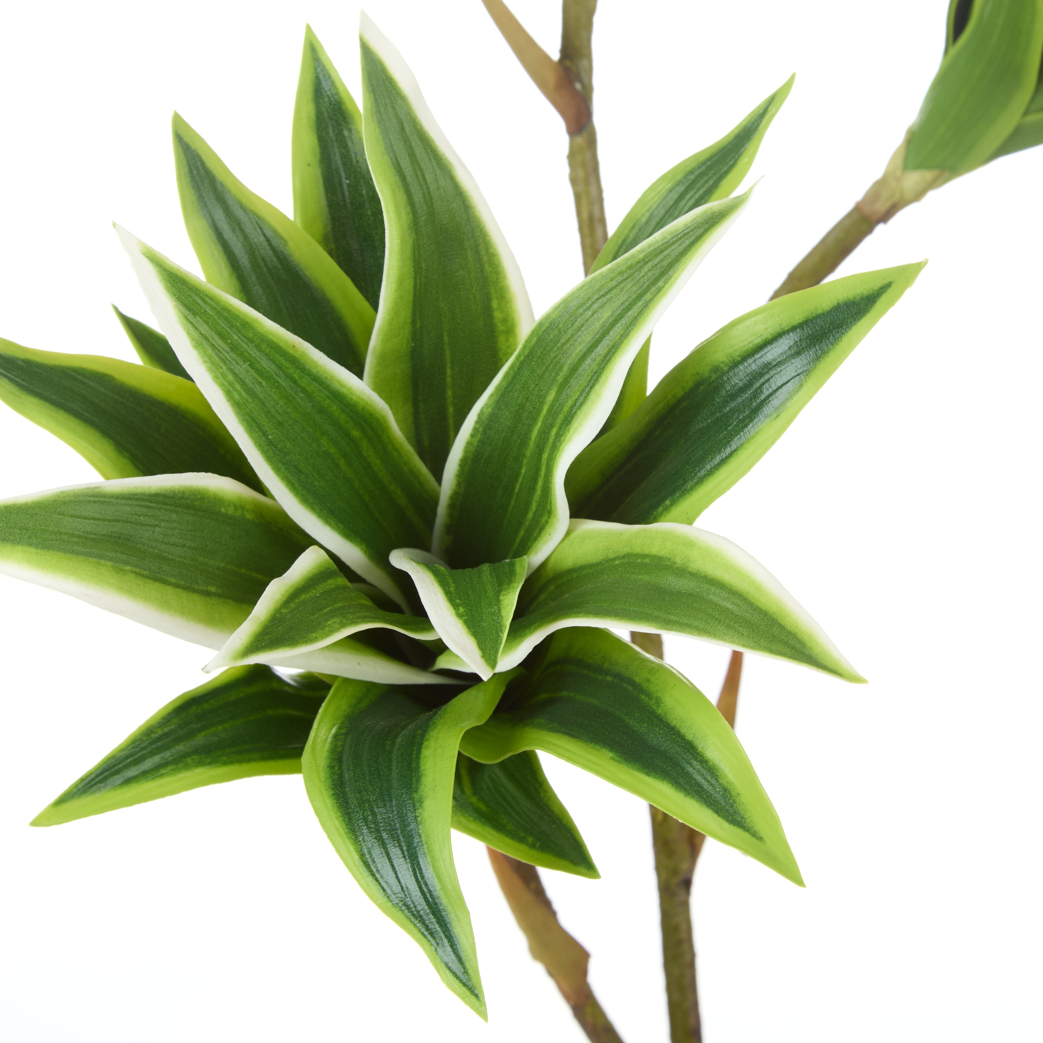 Rogue Tradescantia Spray