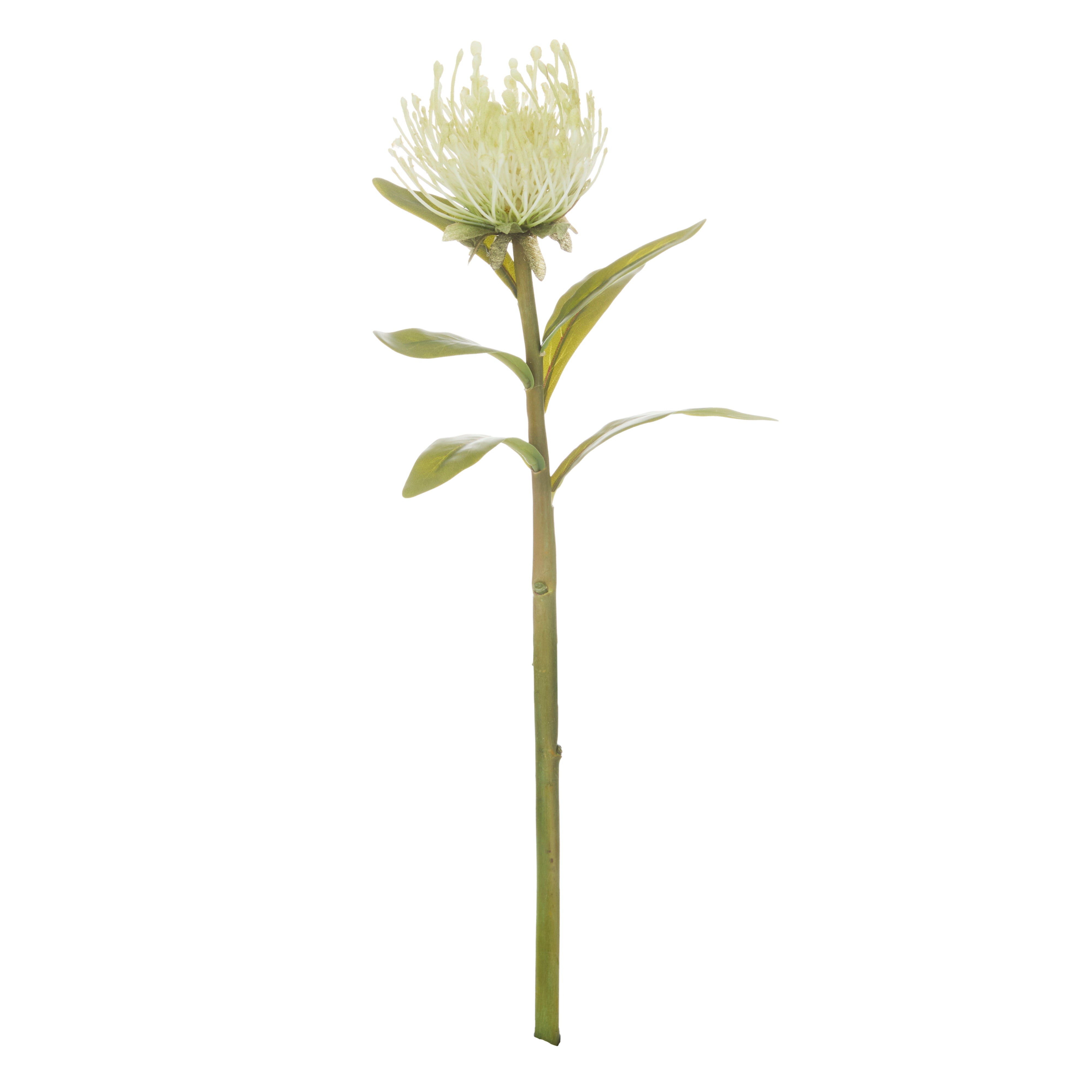 Rogue Pincushion Stem Cream 43cm