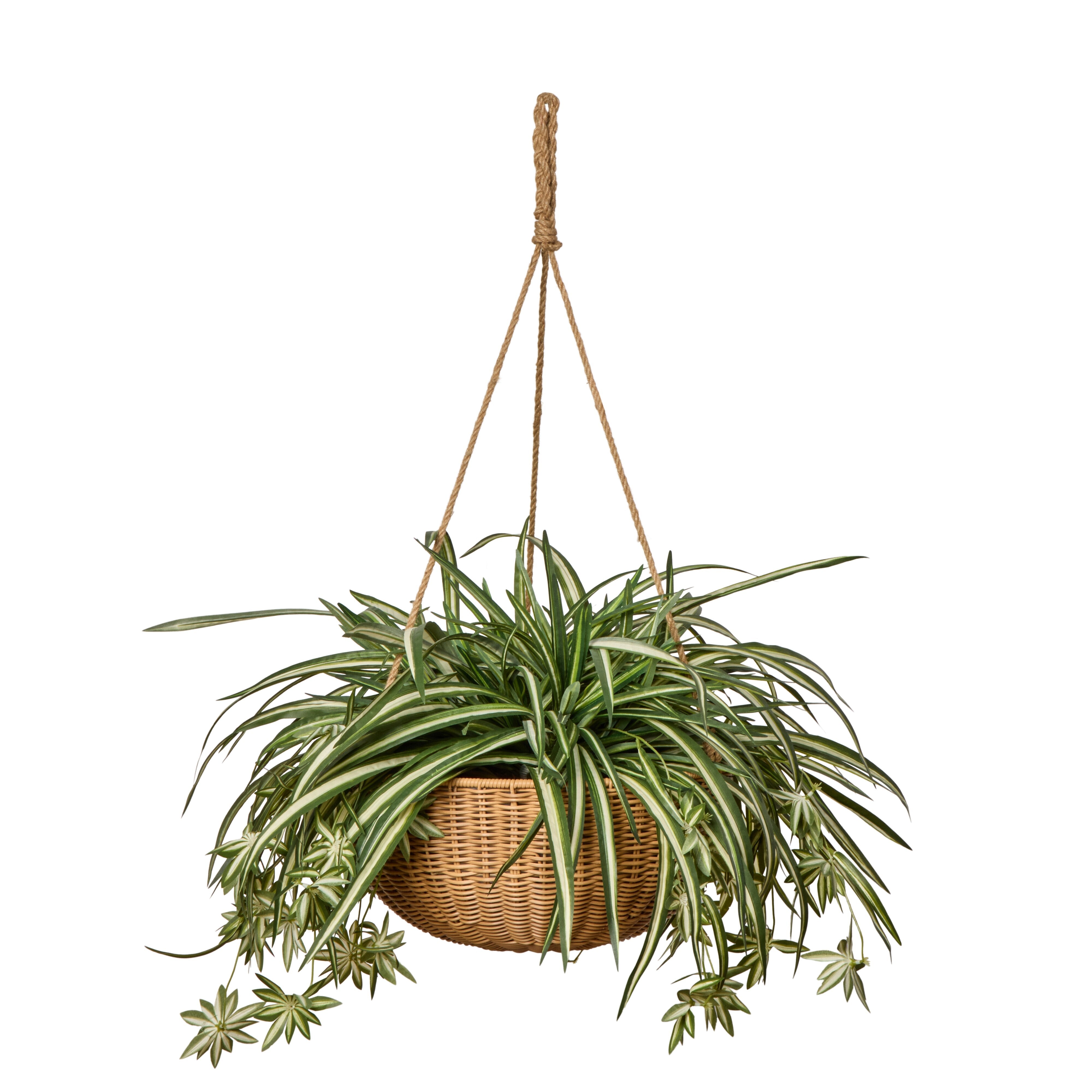 Rogue Spider Plant - Laos Hanging Green & White