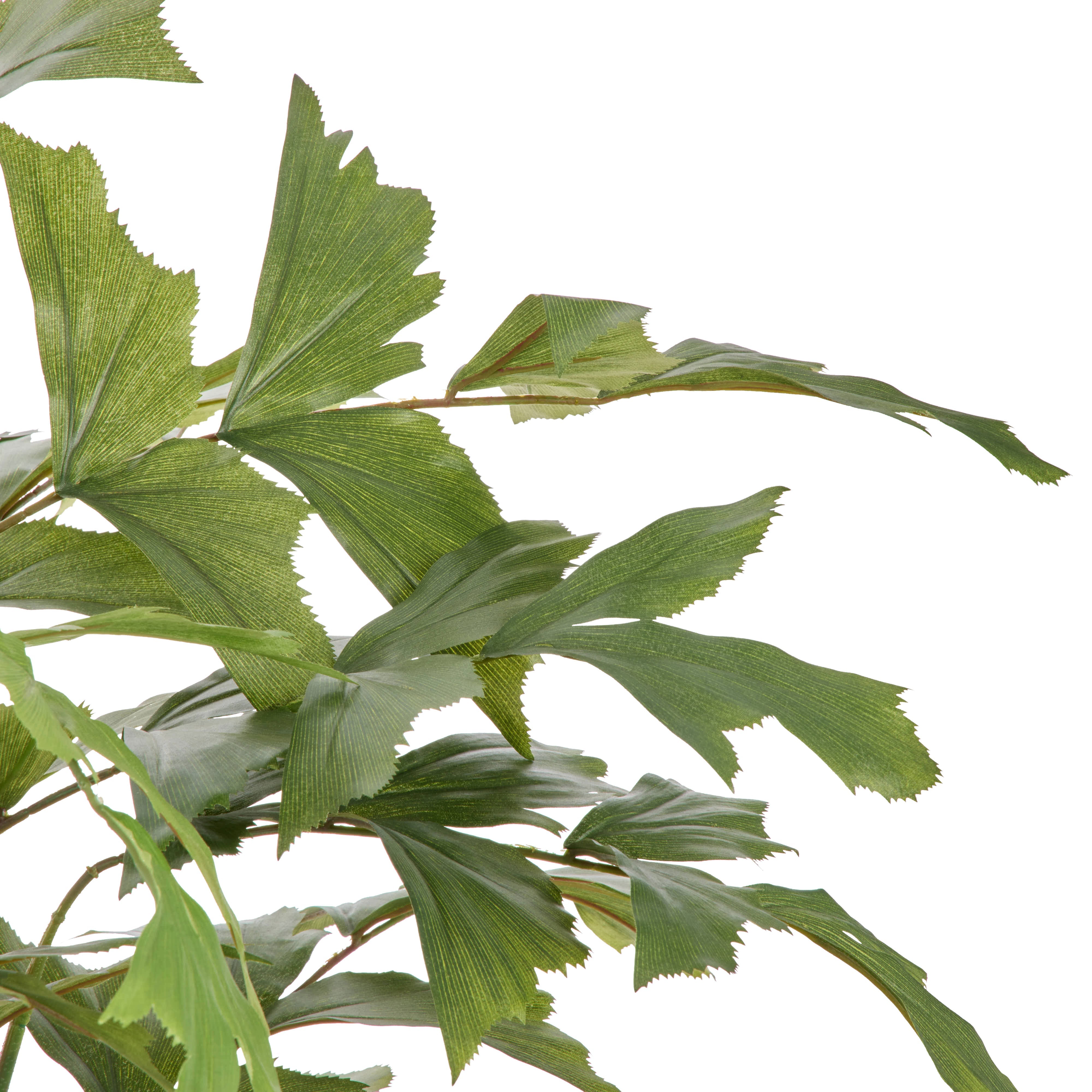 Rogue Caryota Palm Tree - Vienna Green