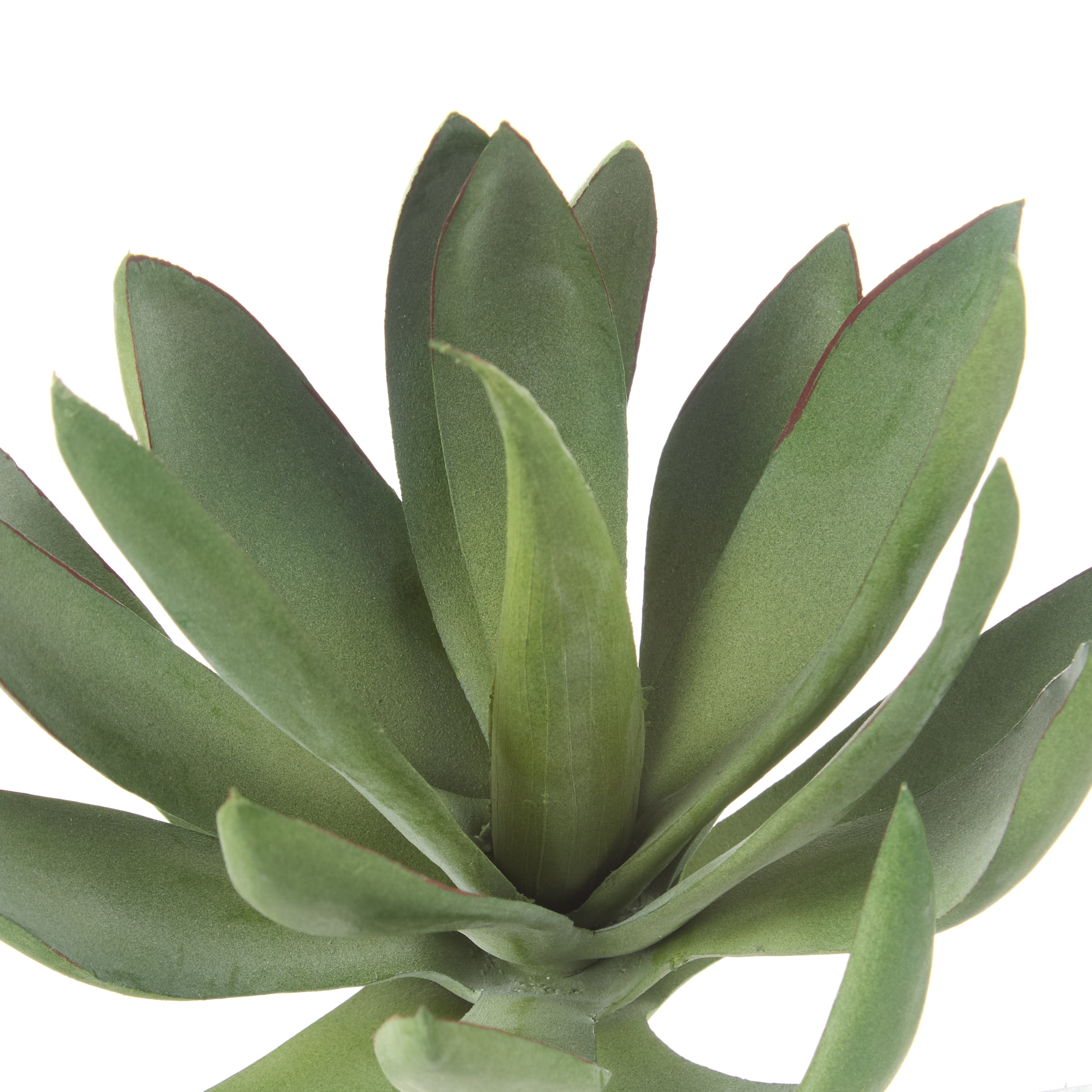 Rogue Agave 15.2cm