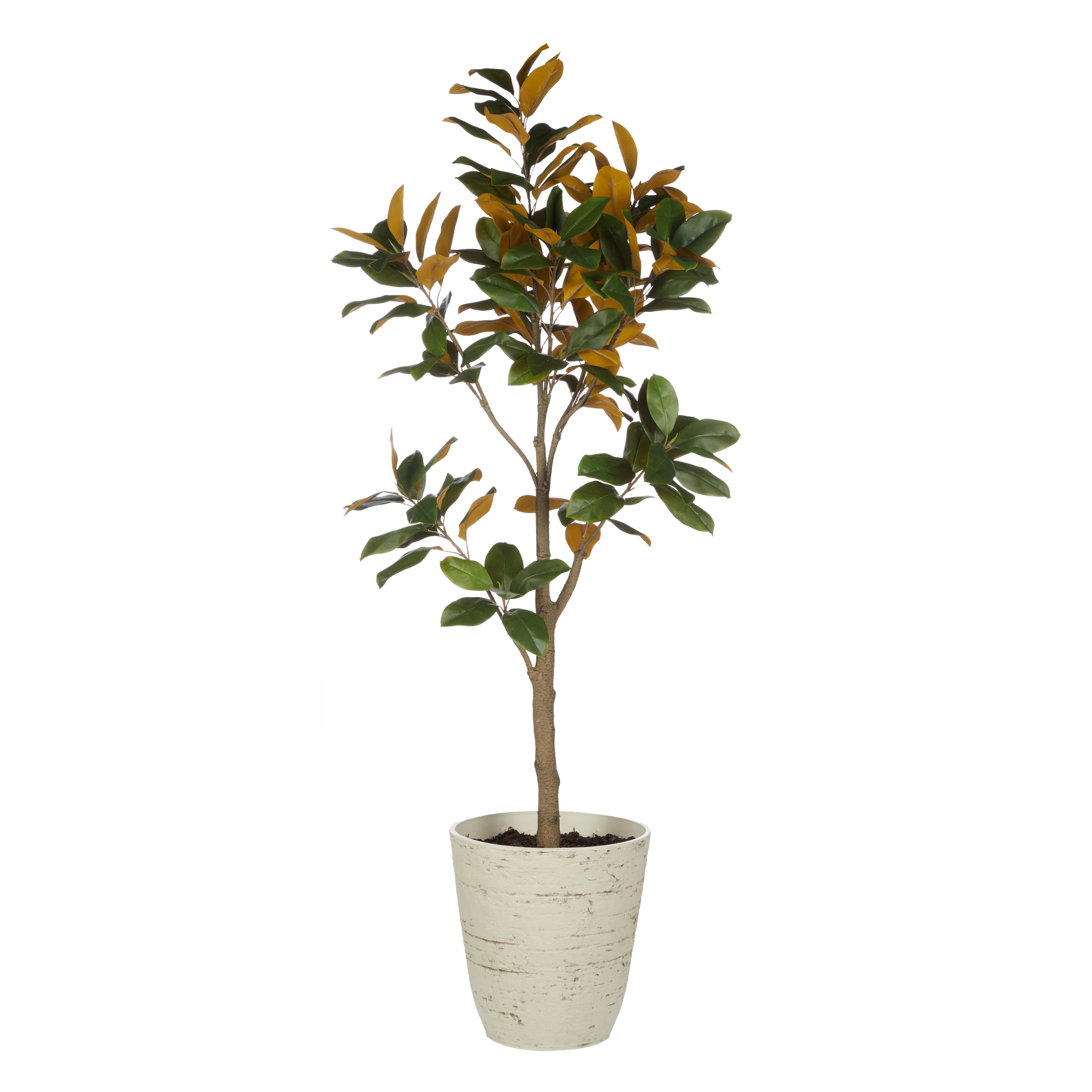 Rogue Magnolia Tree - Rustic Stone Look Pot