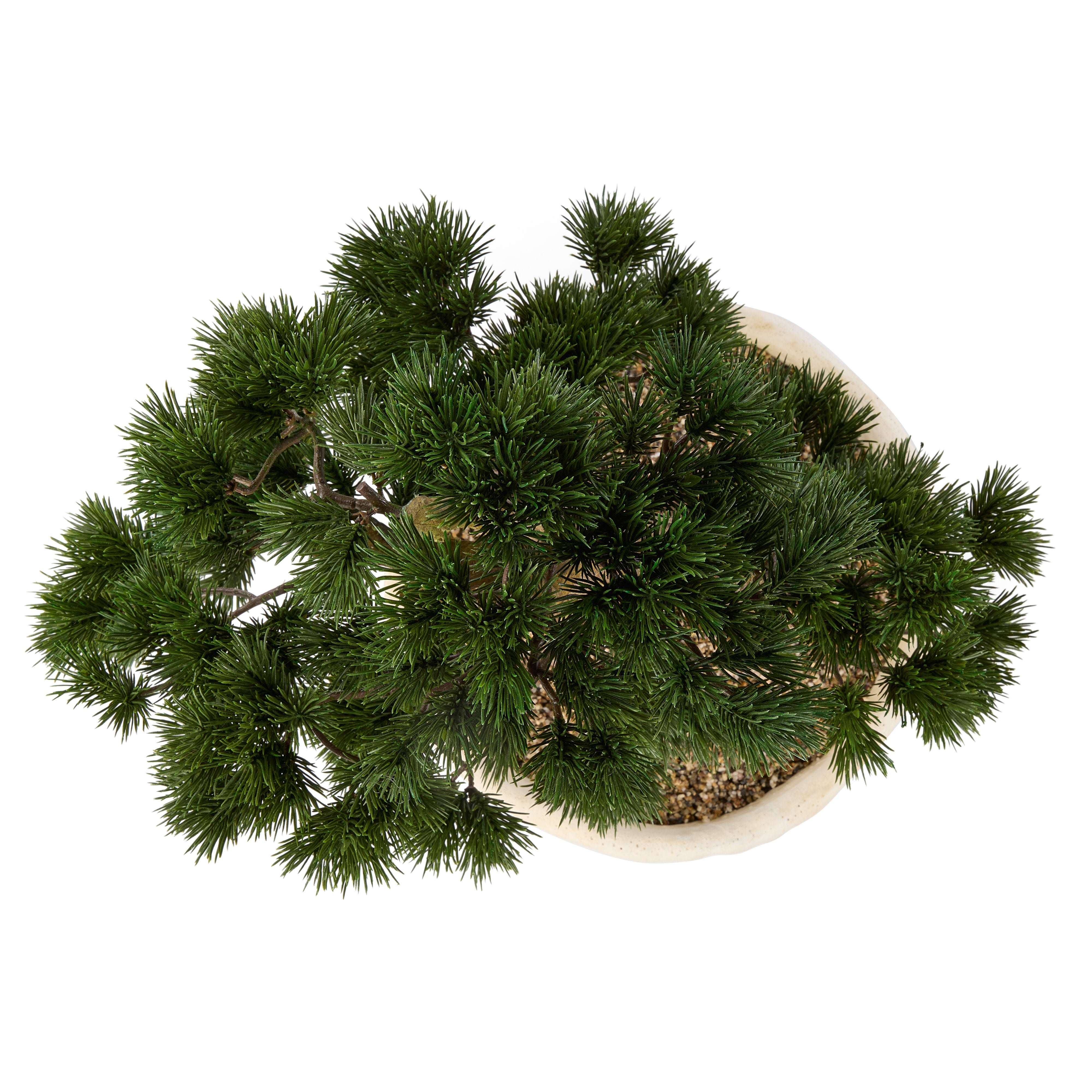 Rogue Pine Bonsai Small Textured Cement Pot Green