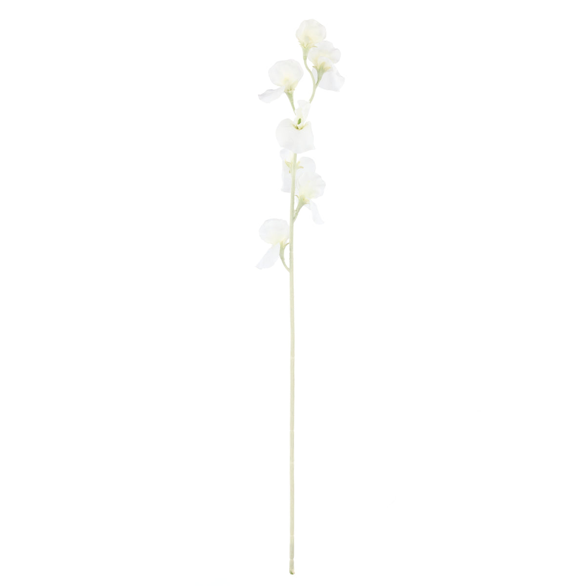 Rogue Sweet Pea Spray Cream