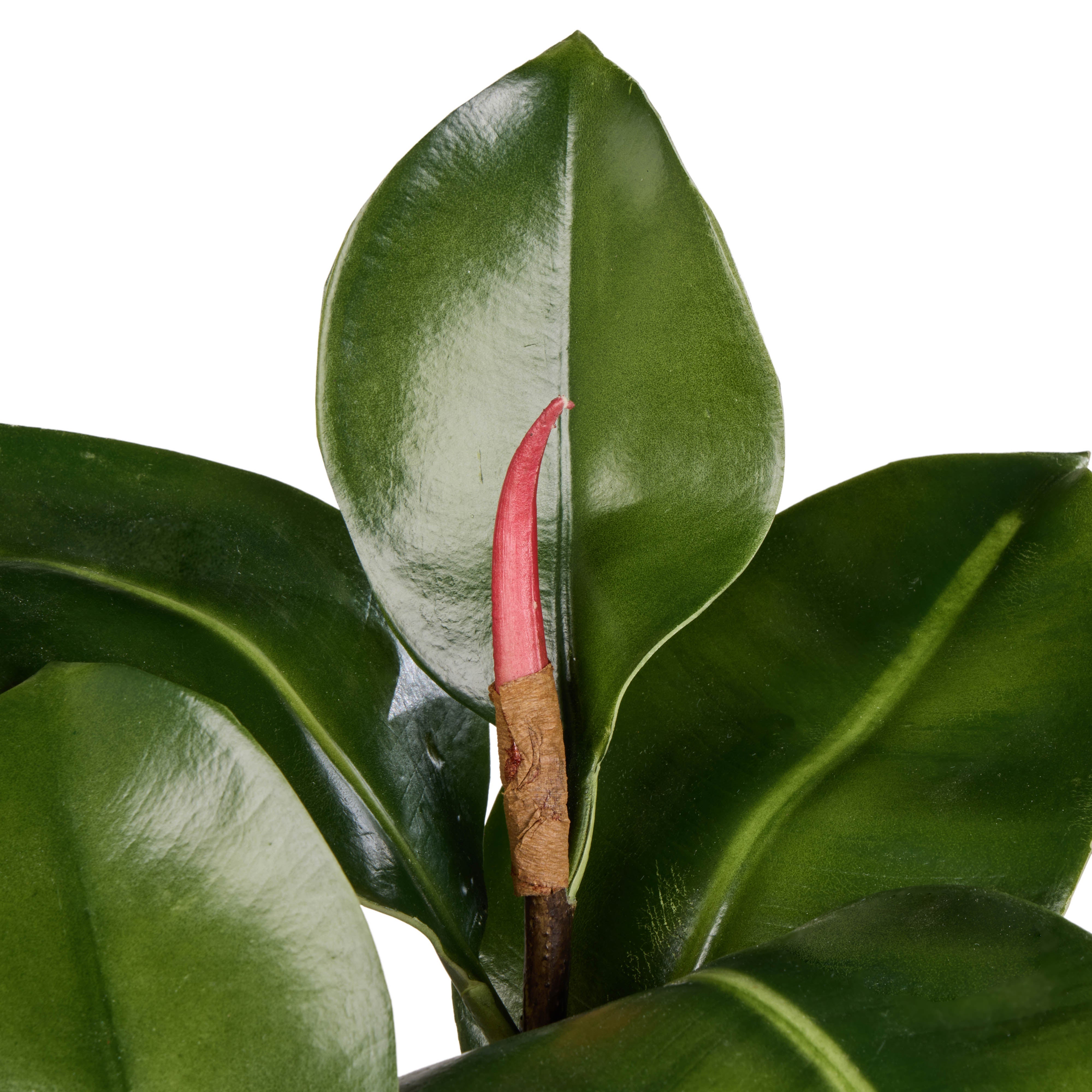 Rogue Rubber Tree Spray