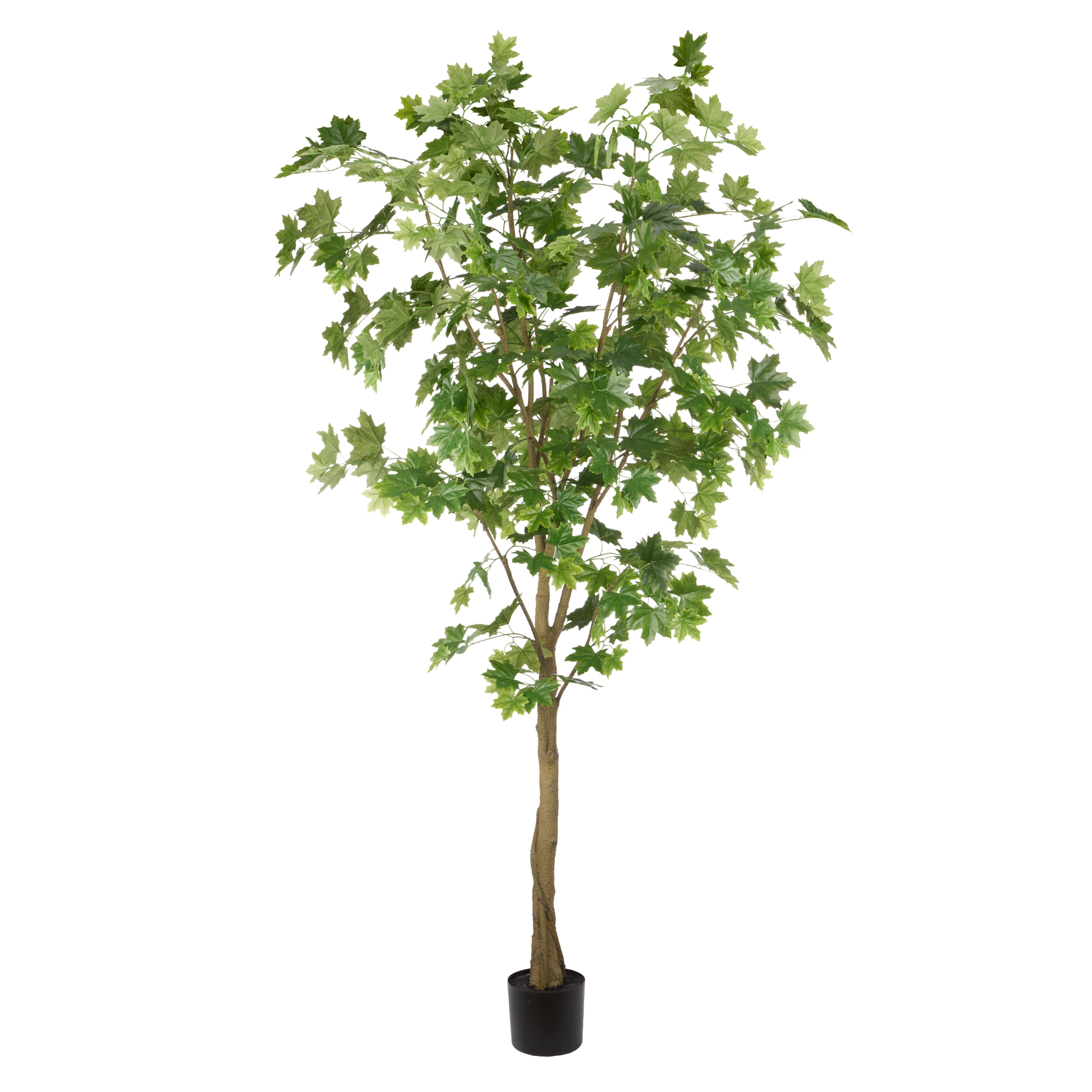Rogue Maple Tree - Garden Pot 210cm