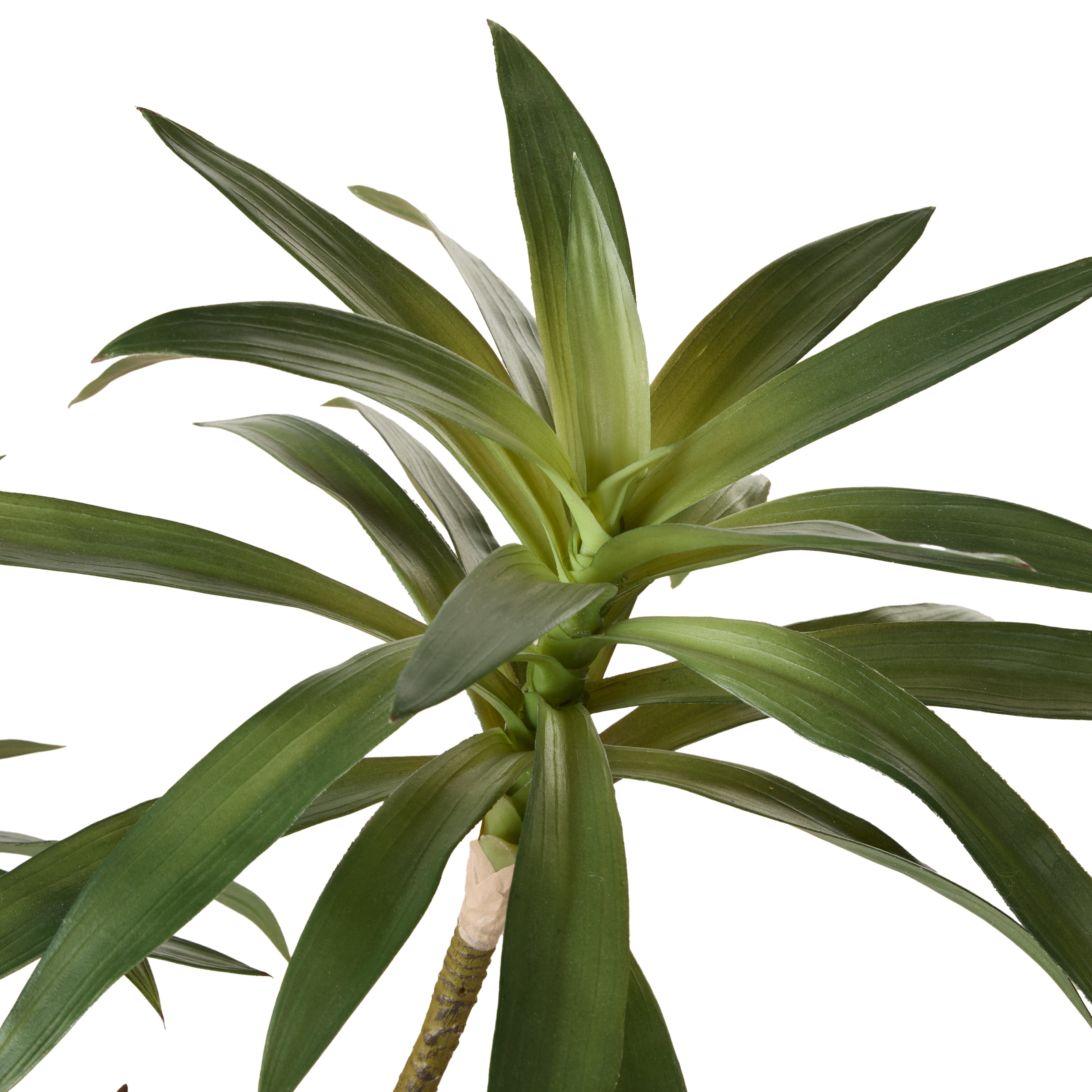 Rogue Dracaena Plant