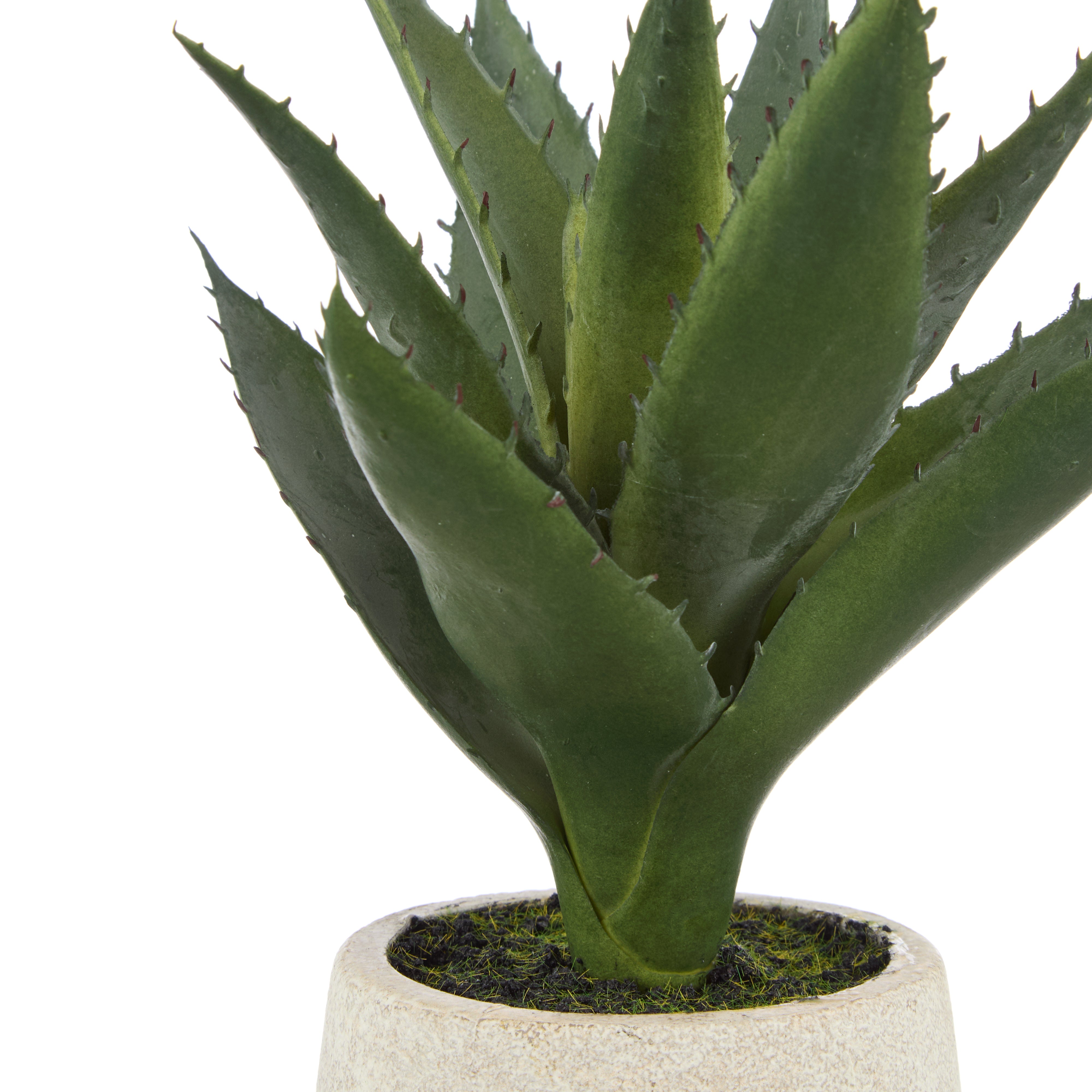 Rogue Aloe Pot