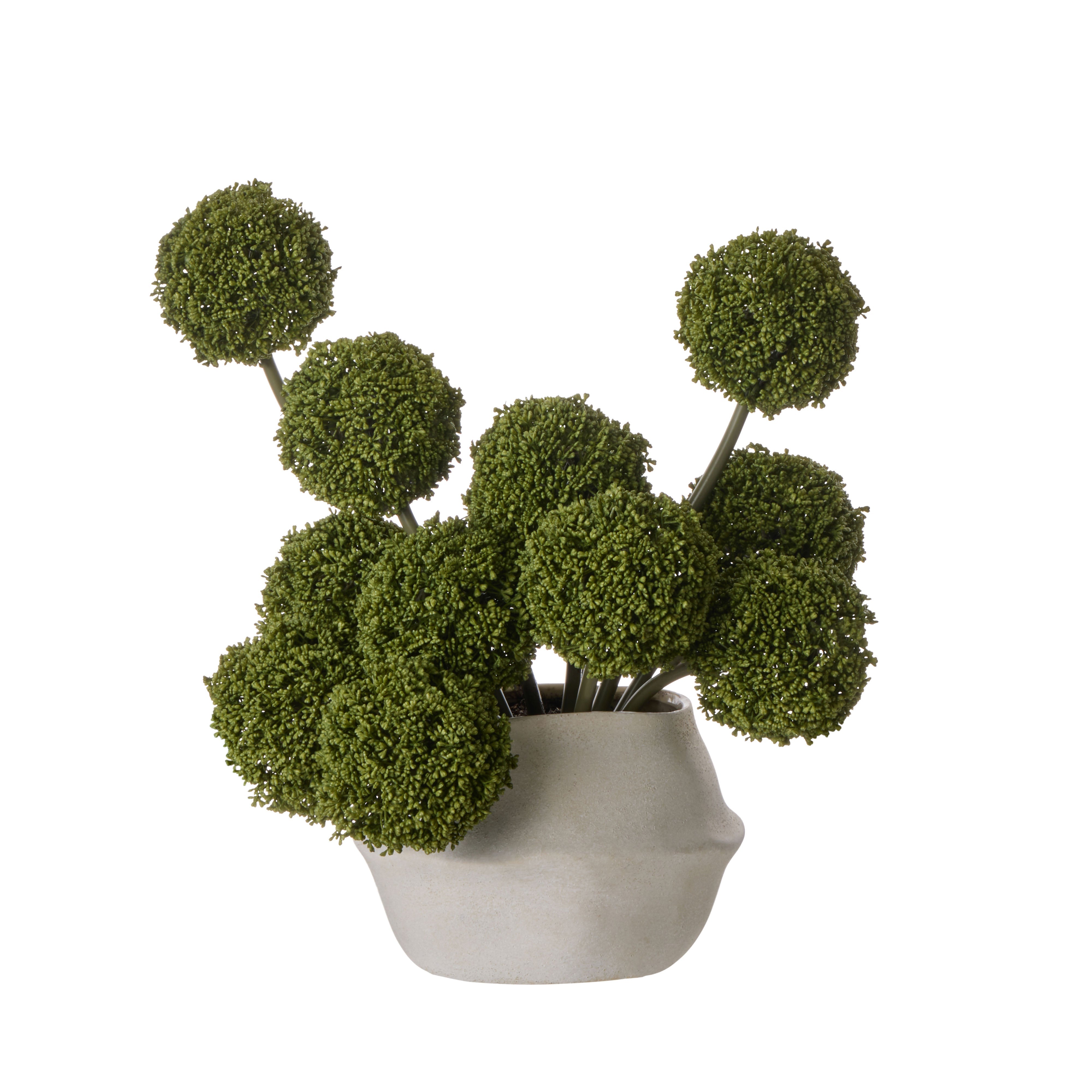 Rogue Allium Spheres - Maliah