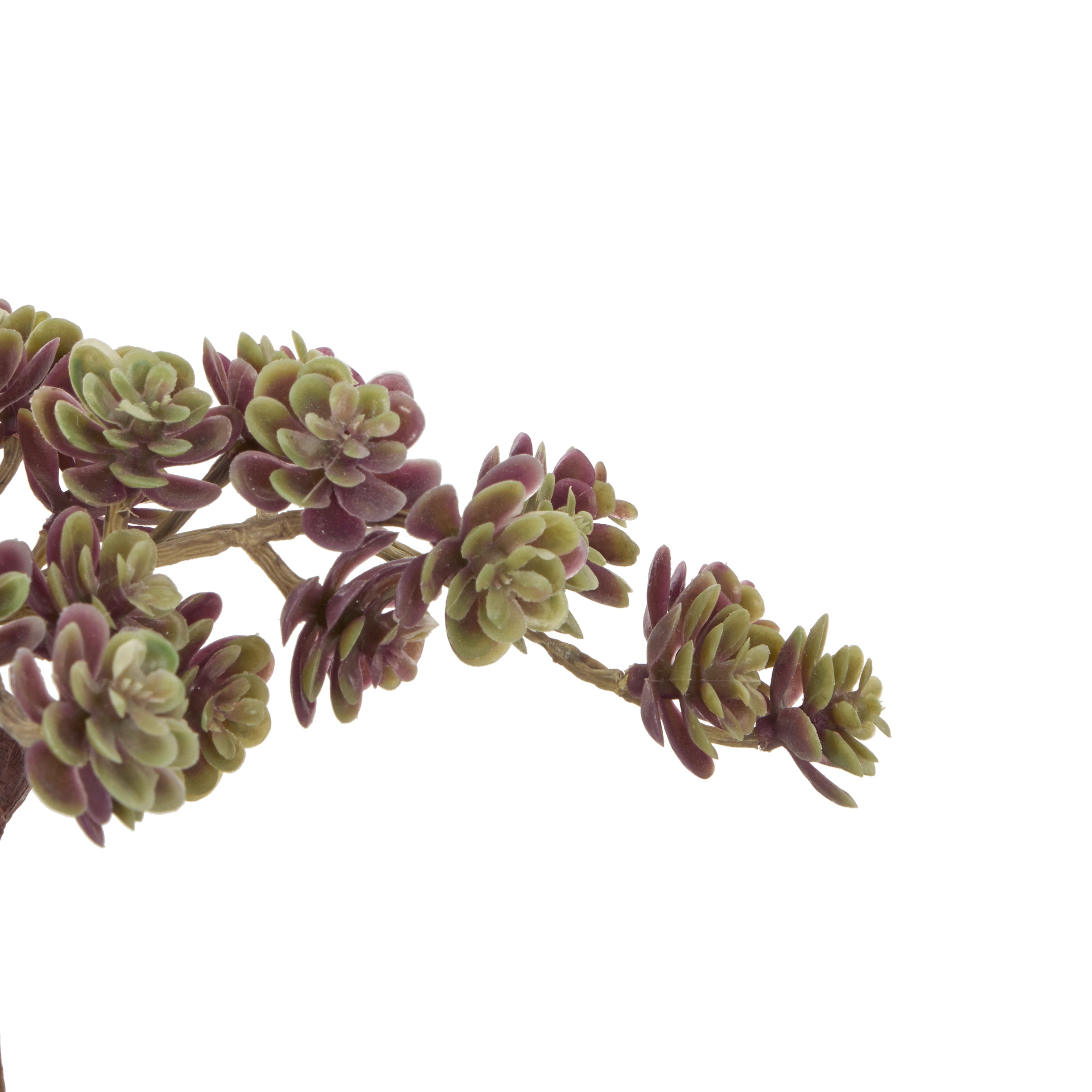 Rogue Mini Houseleek Spray Burgundy