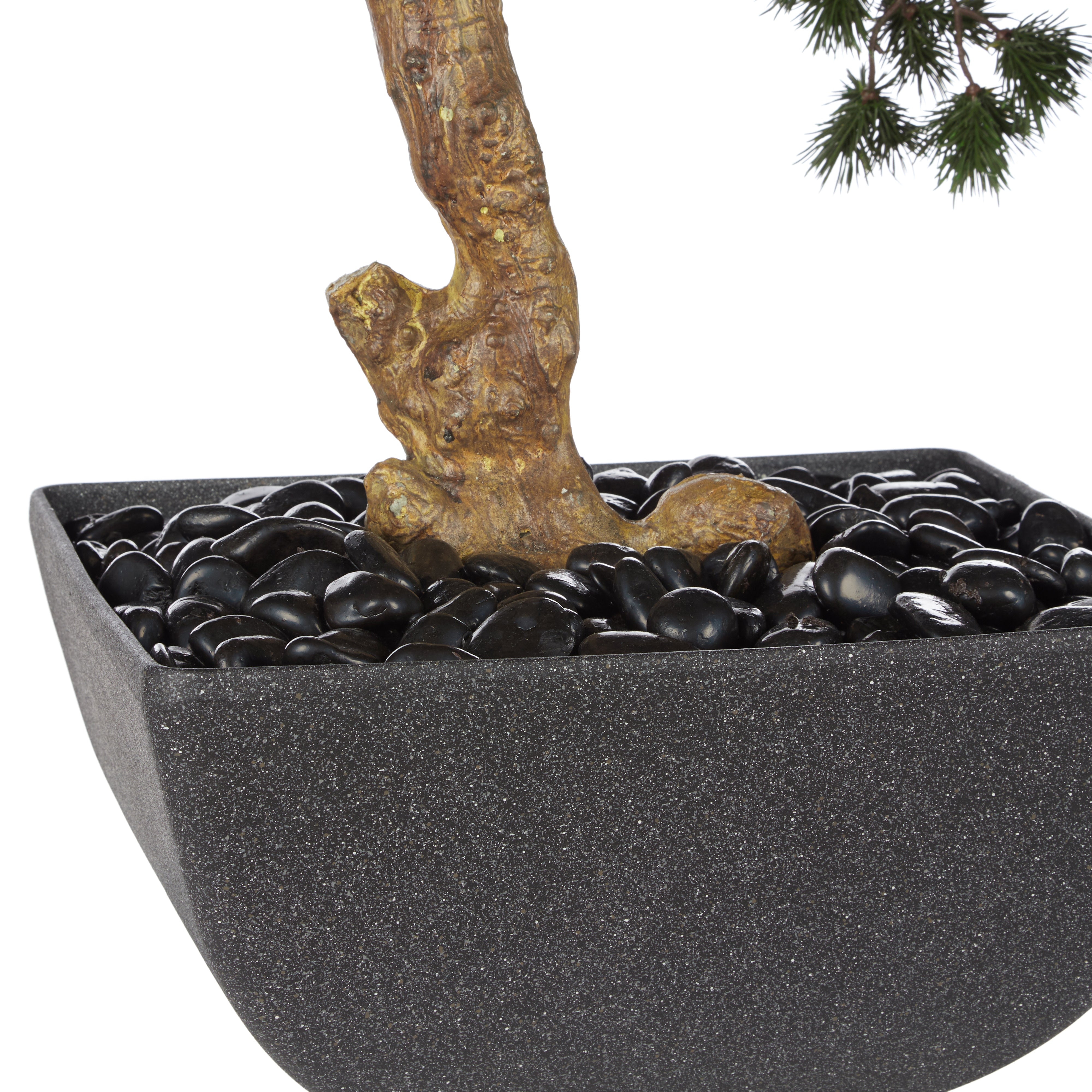 Rogue Pine Bonsai - Oslo Pot