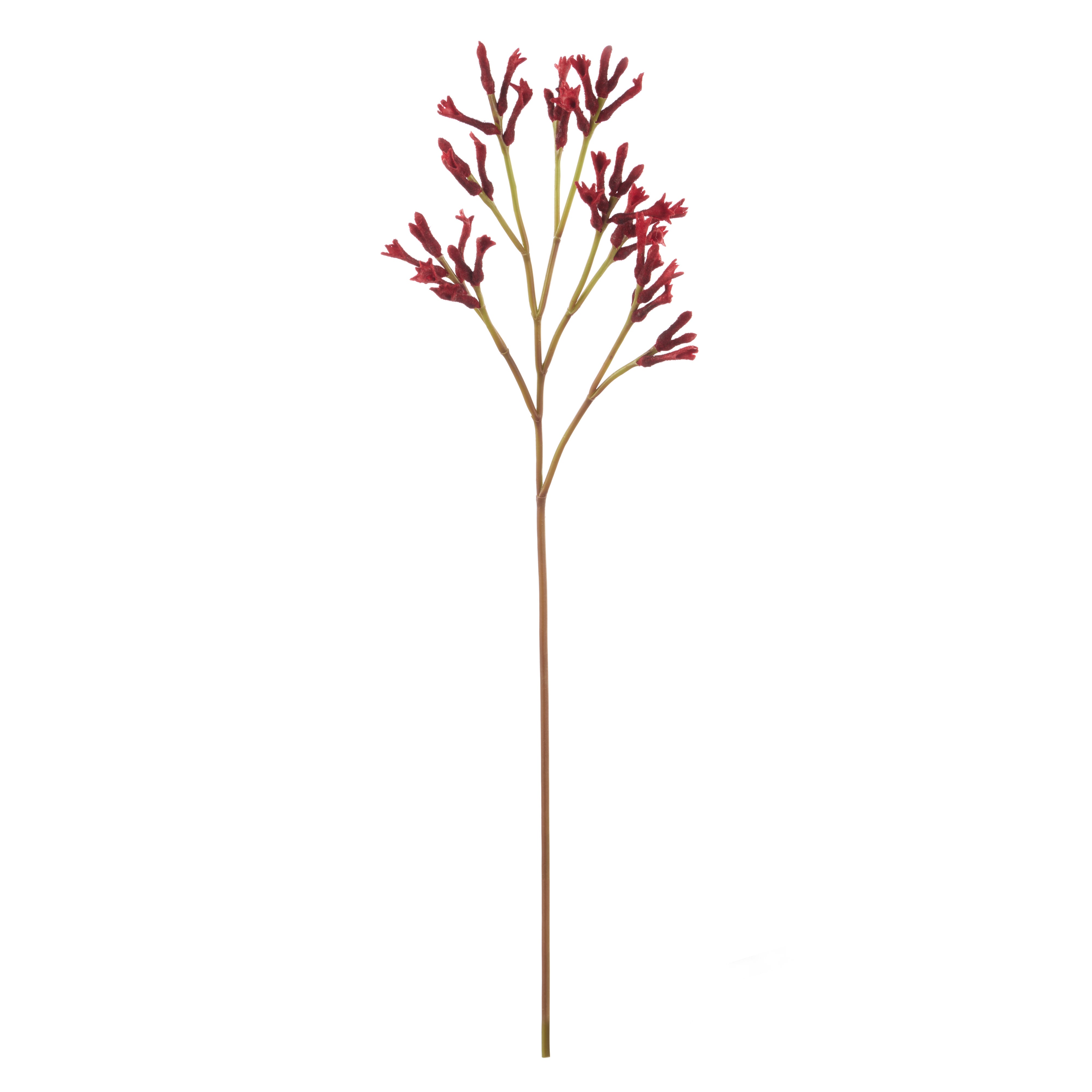 Rogue Kangaroo Paw Spray Red 77cm