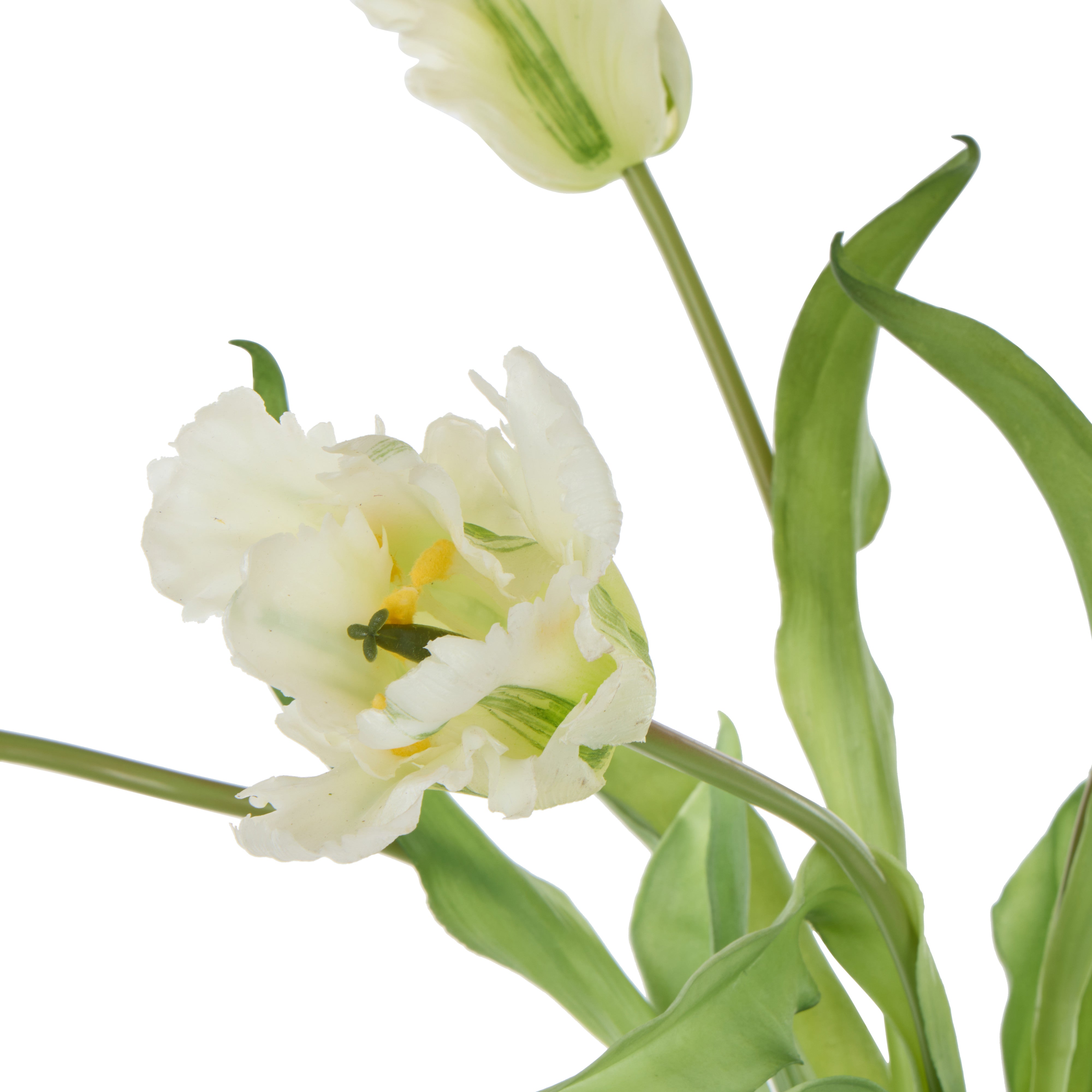 Rogue Parrot Tulip Bunch White