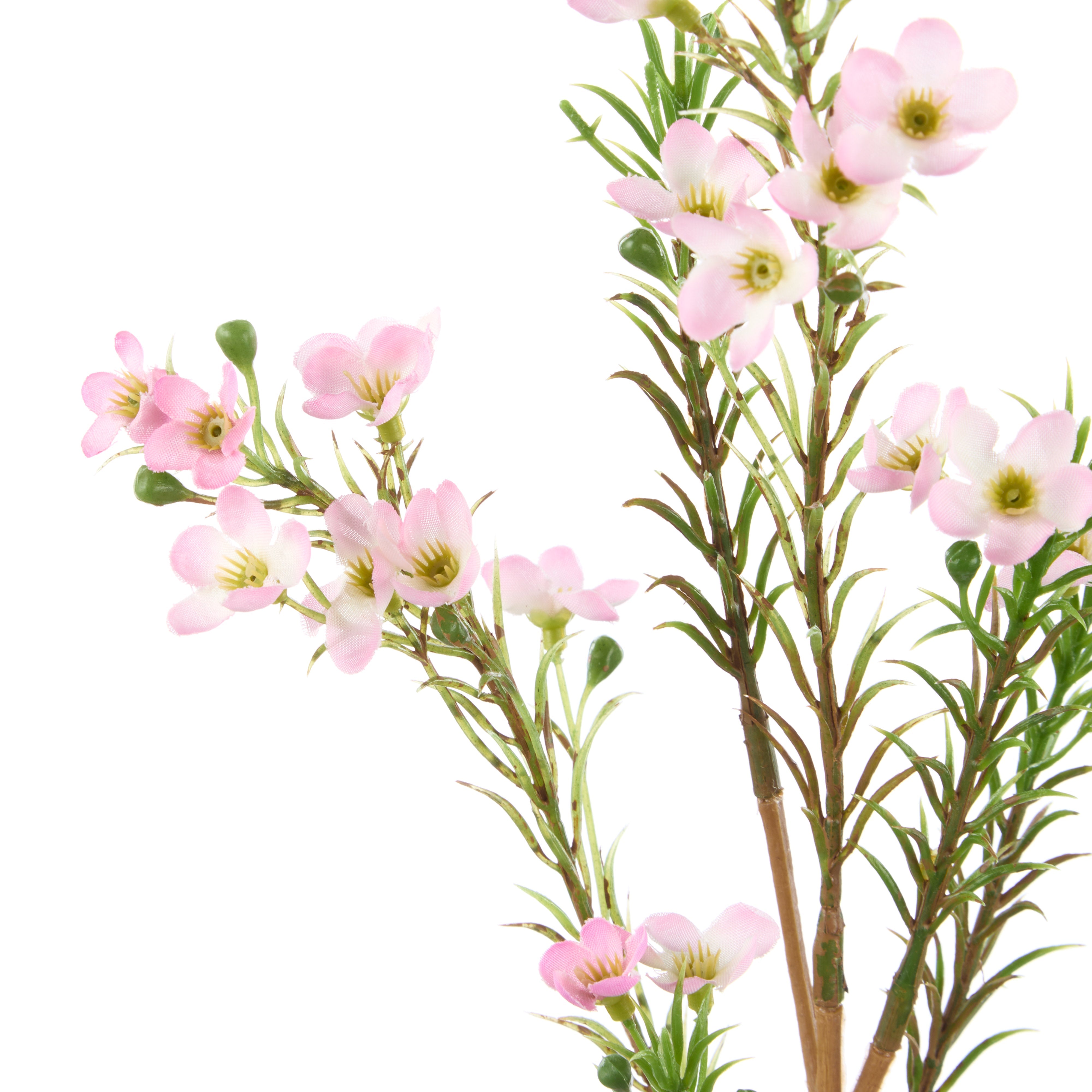 Rogue Wax Flower Spray Pink