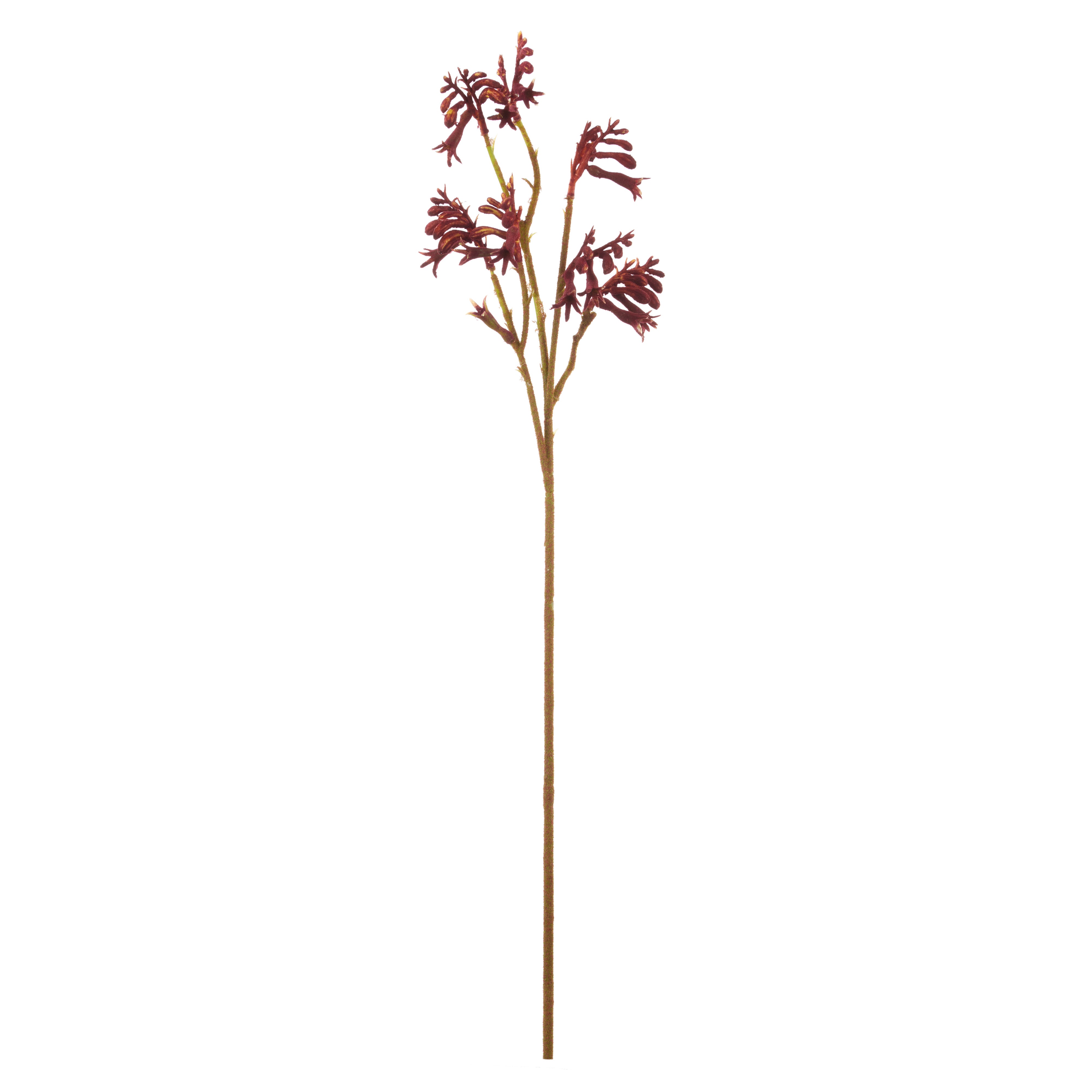 Rogue Kangaroo Paw Spray Red 16cm