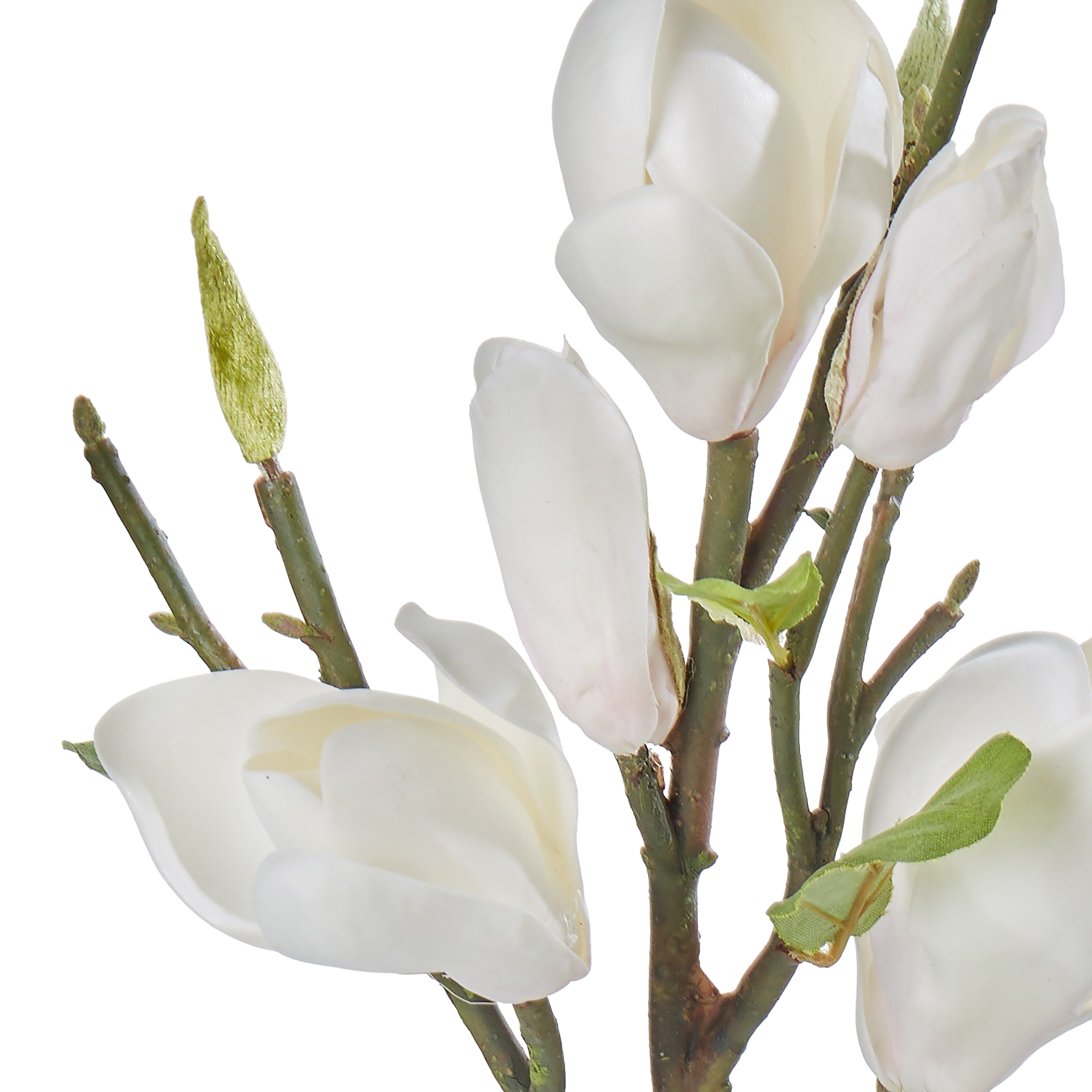 Rogue Tree Magnolia Blossom