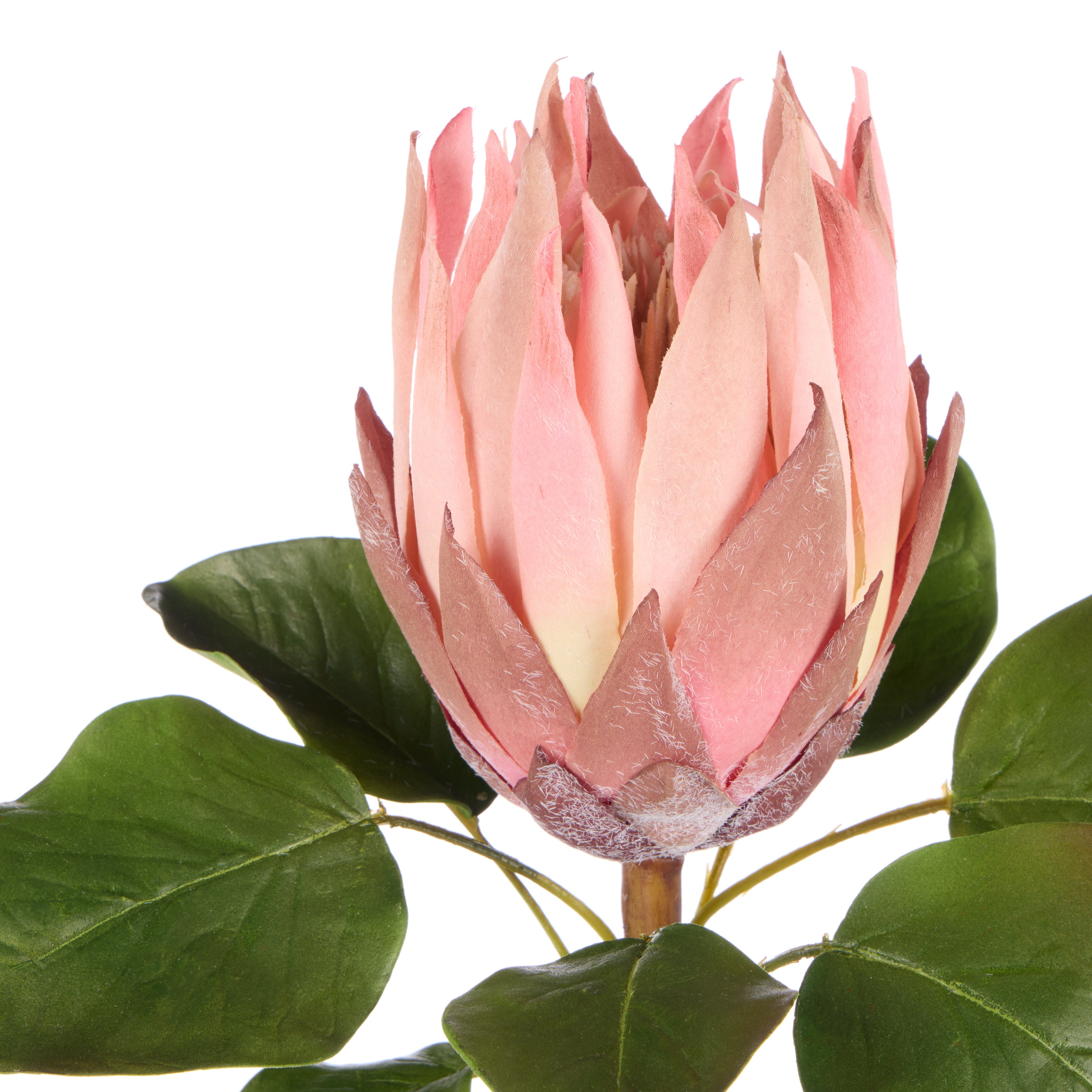Rogue King Protea Pink