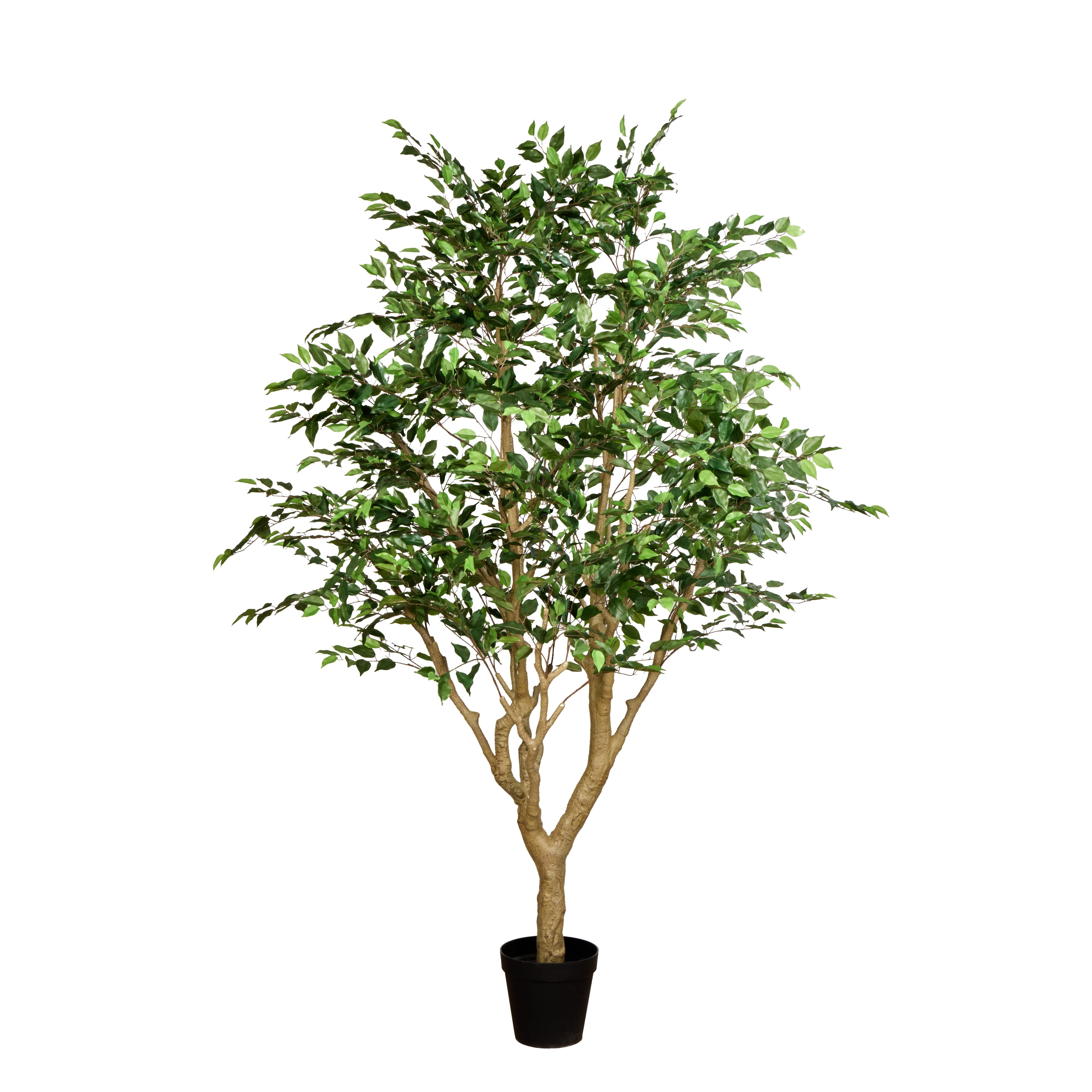 Rogue Ficus Tree - Garden Pot 250cm