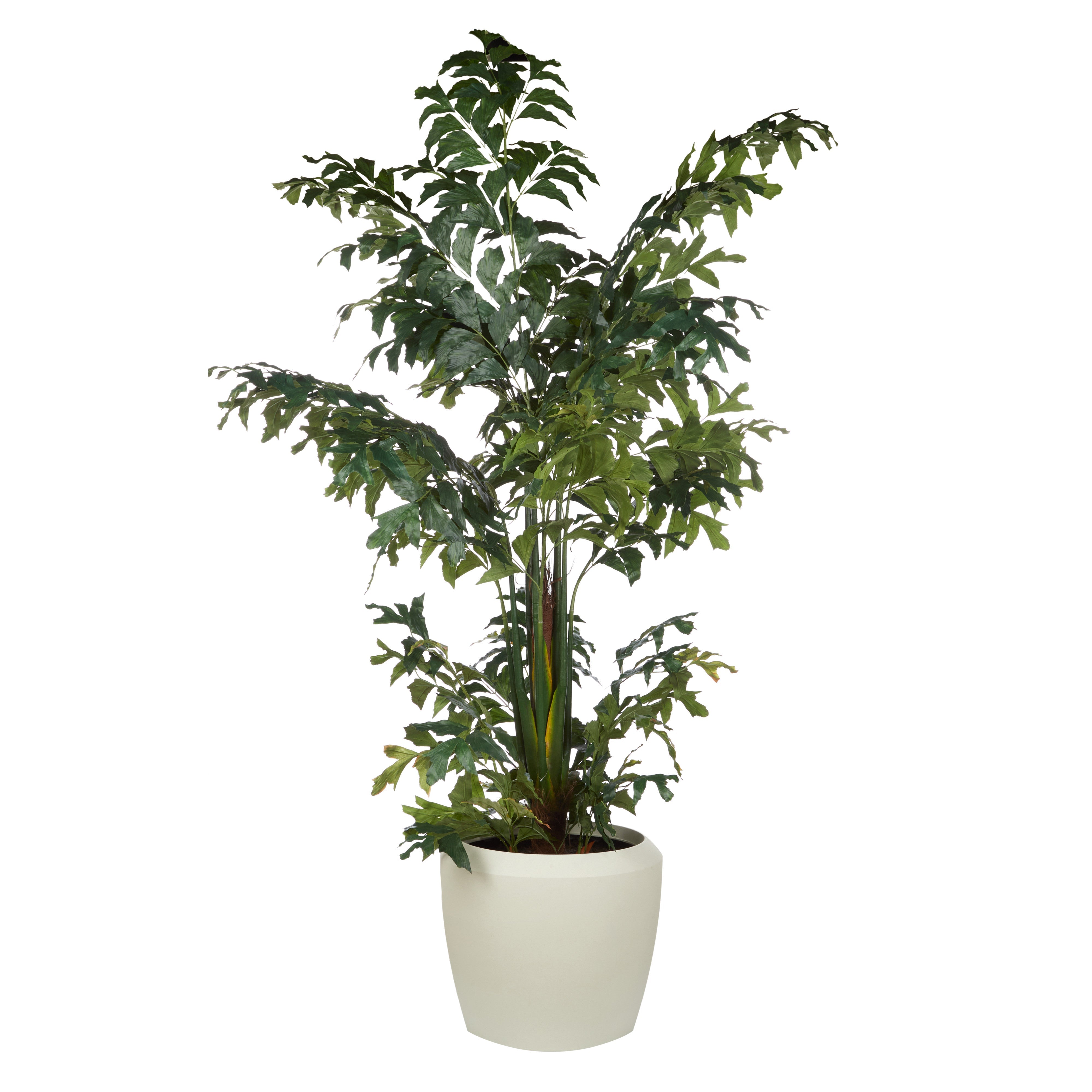 Rogue Caryota Palm Tree - Vienna Planter