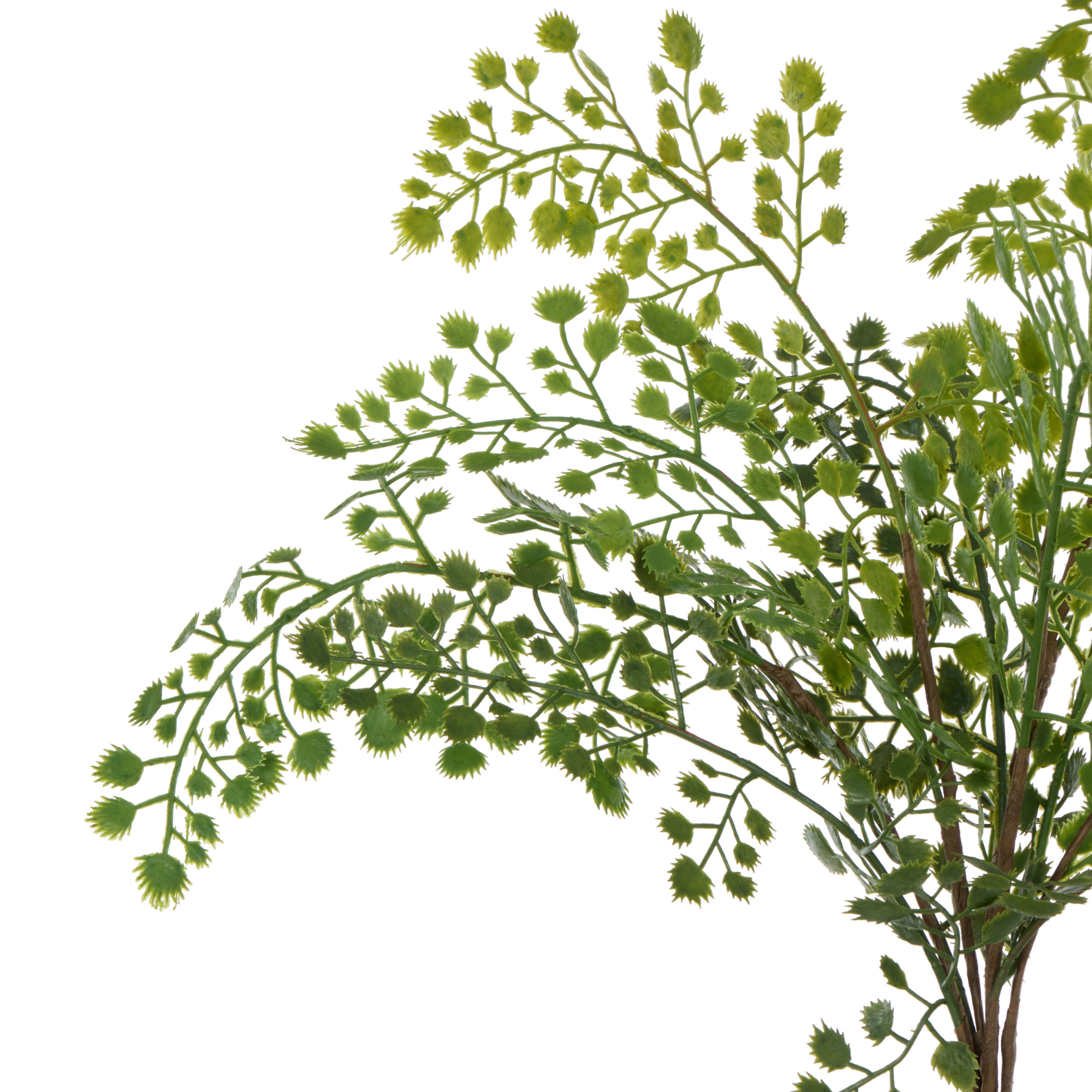 Rogue Maiden Hair Fern 42cm