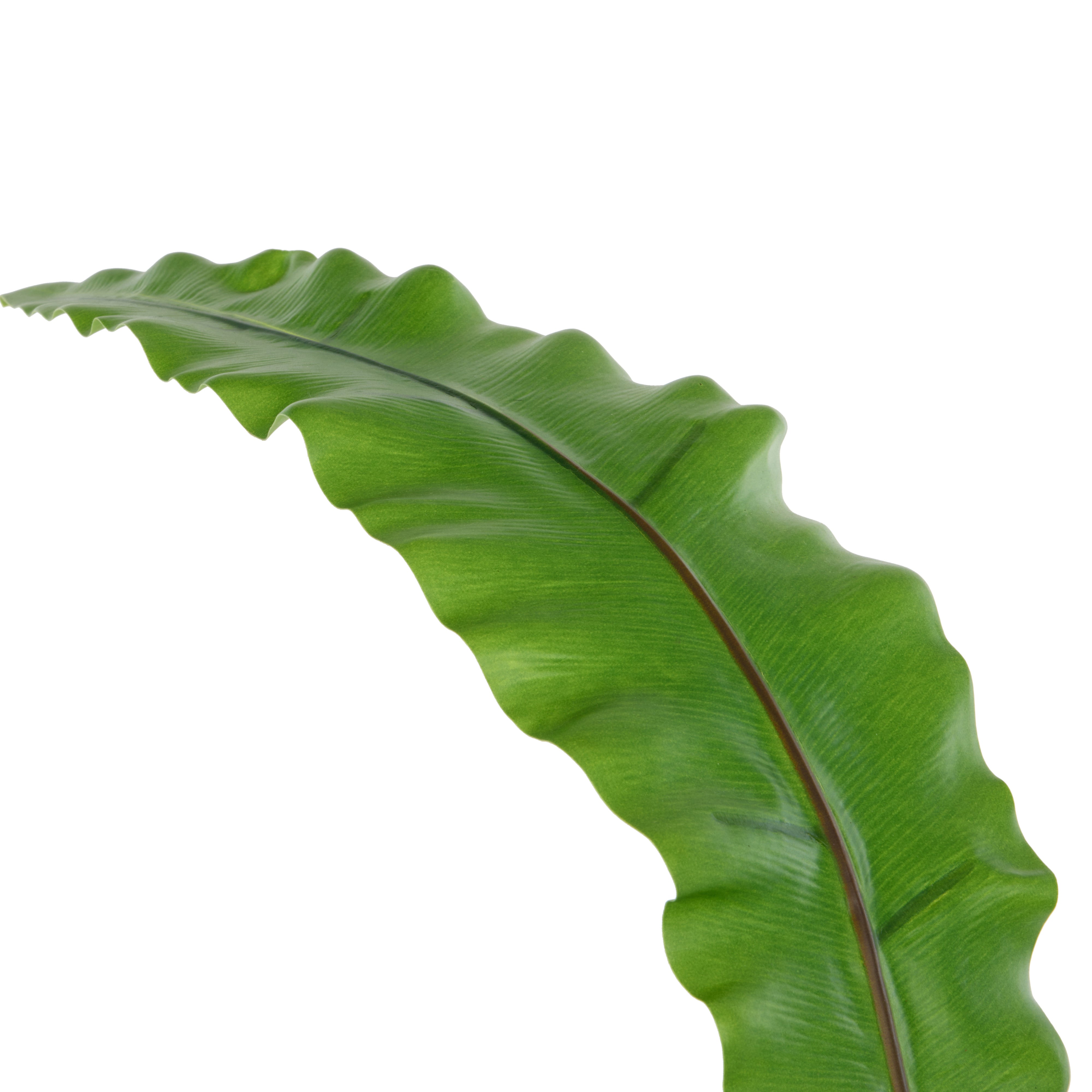 Rogue Fern Leaf 108cm