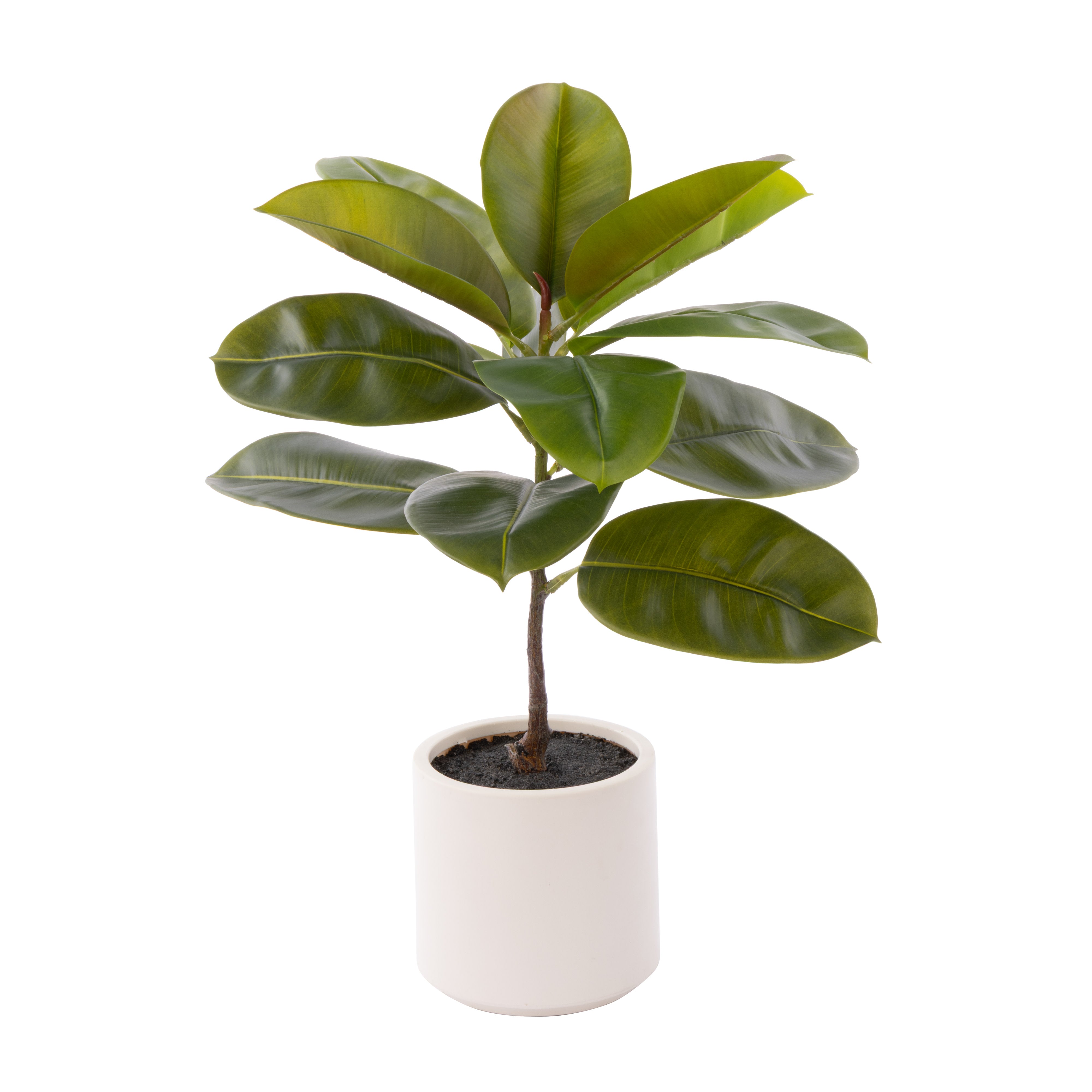 Rogue Rubber Tree Potted 66cm