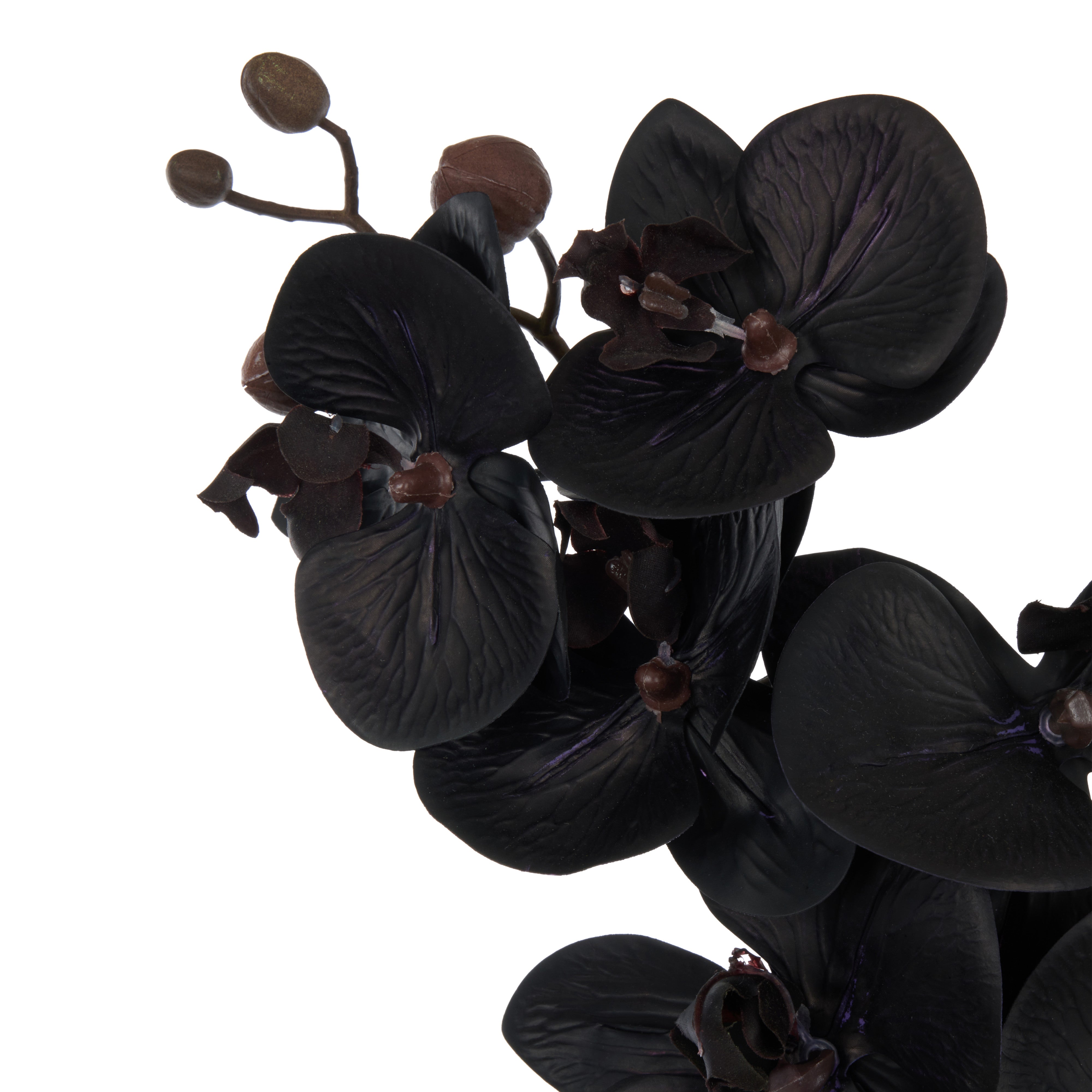 Rogue Phalaenopsis Stem Black 72cm