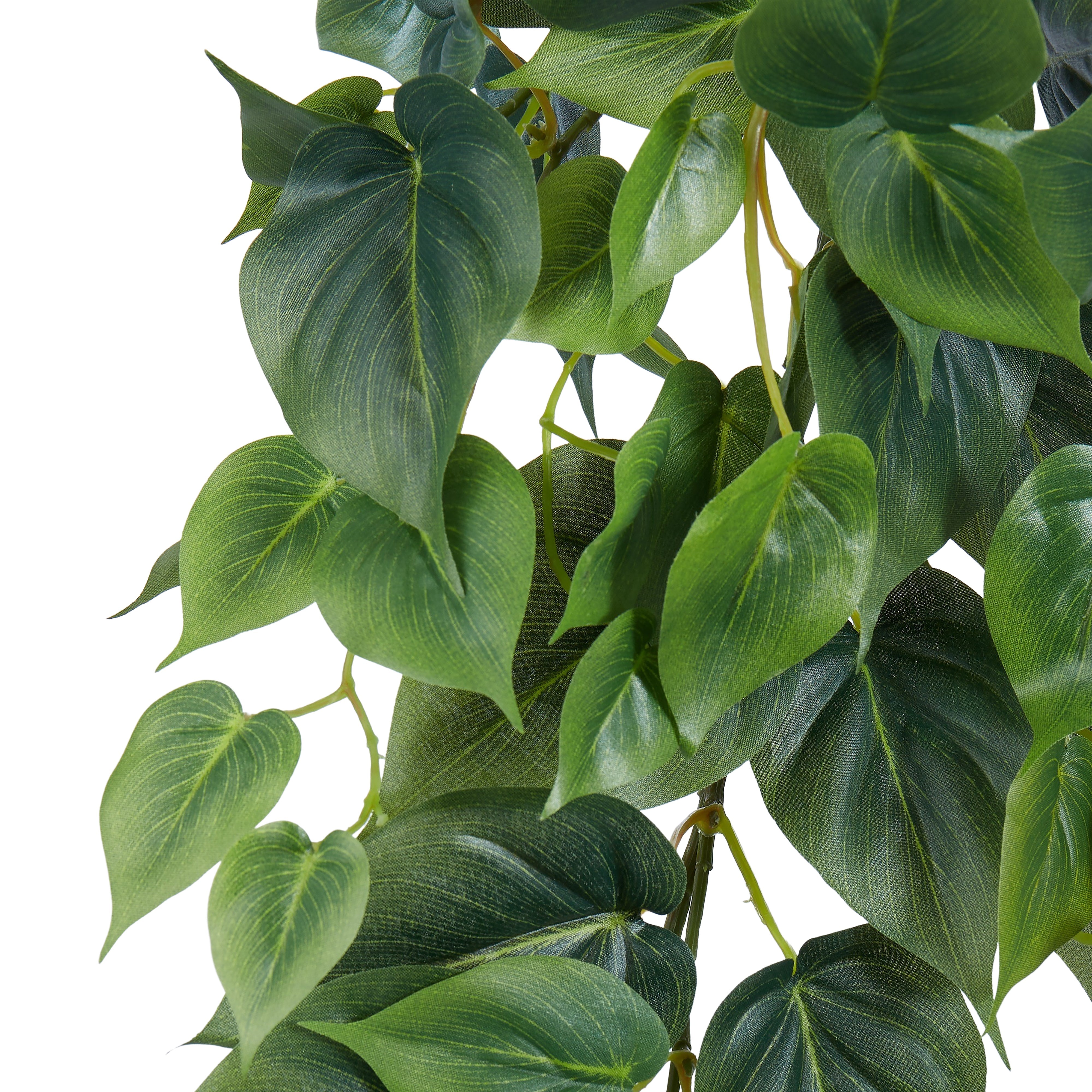 Rogue Philodendron Hanging Bush